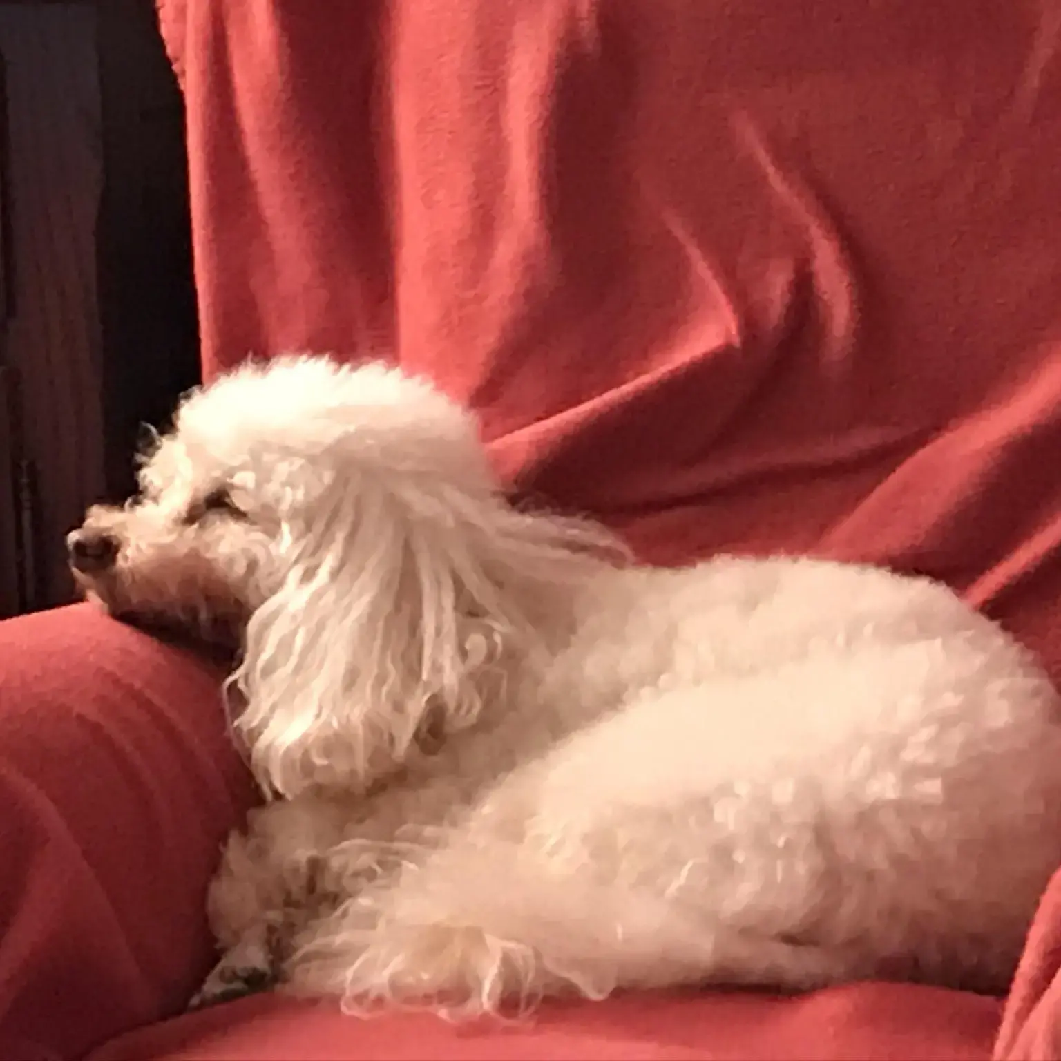 Poodle (Miniature)