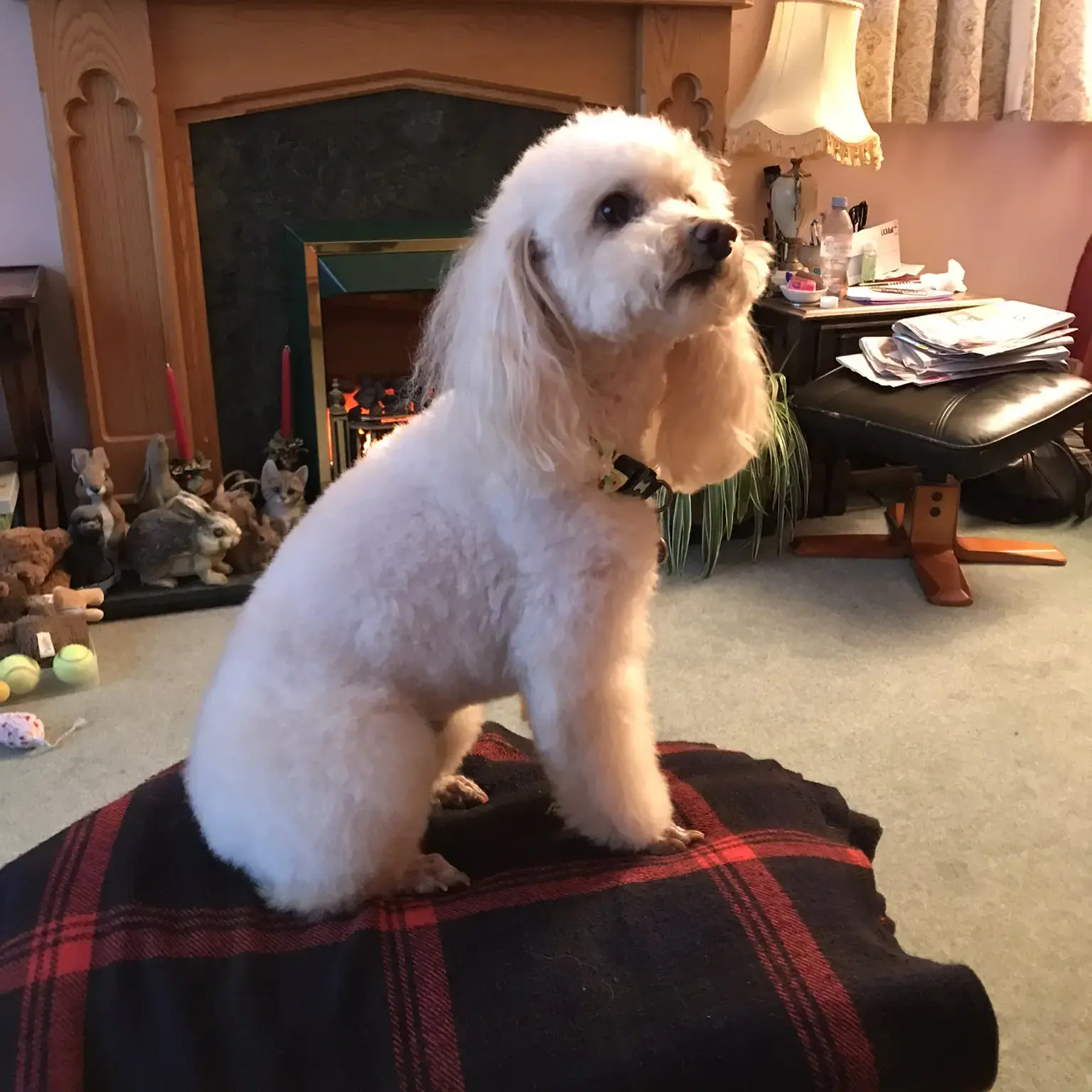 Poodle (Miniature)