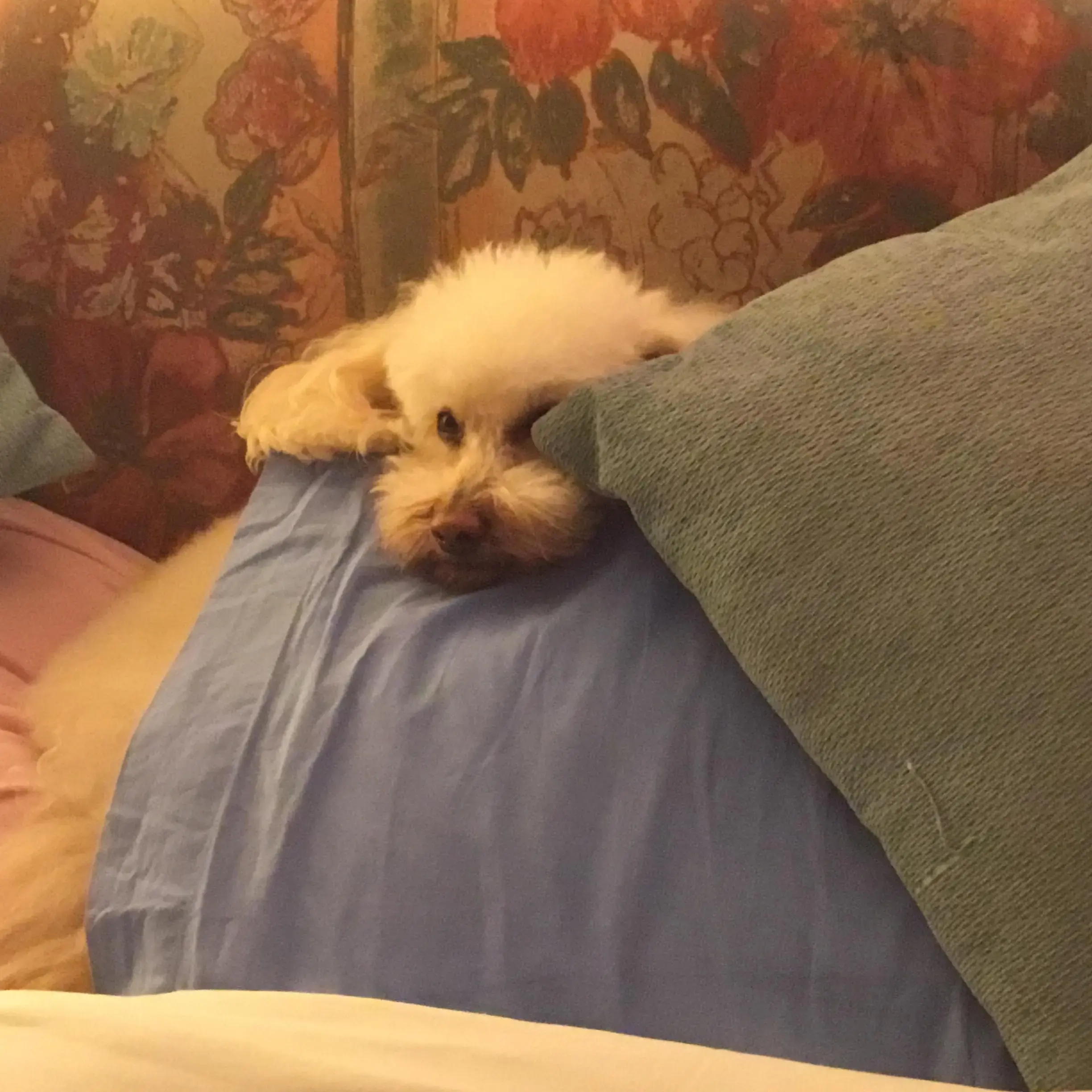 Poodle (Miniature)