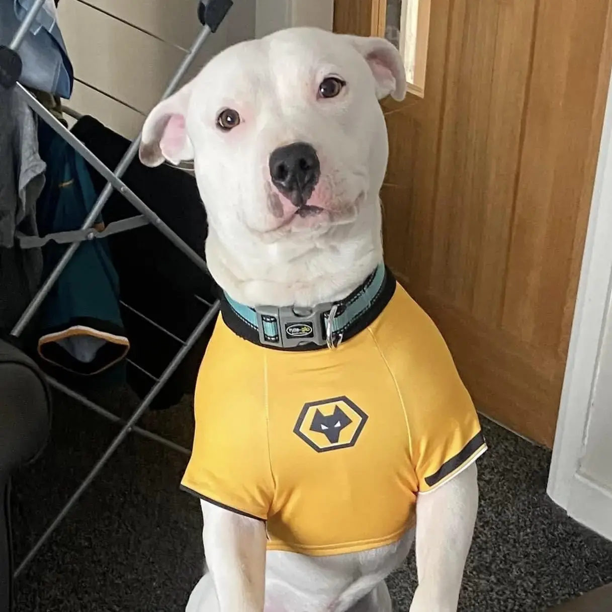 Staffordshire Bull Terrier