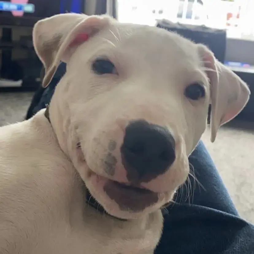 Staffordshire Bull Terrier