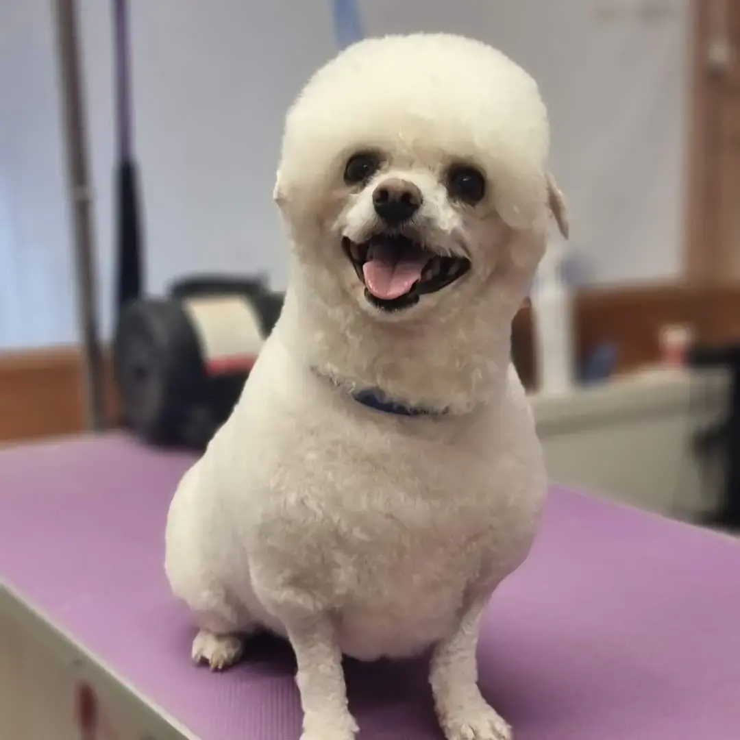 Bichon Frise