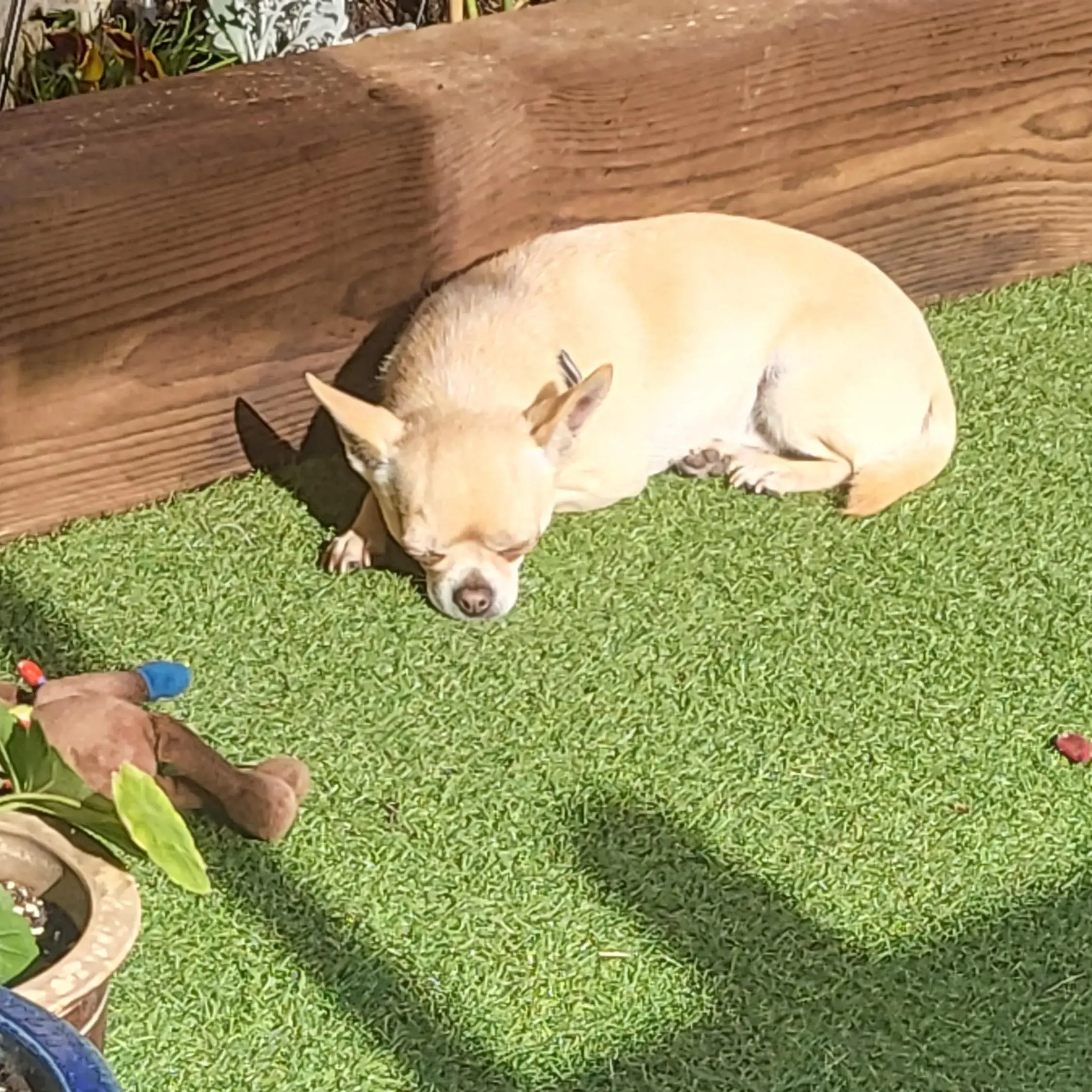 Chihuahua (Smooth Coat)