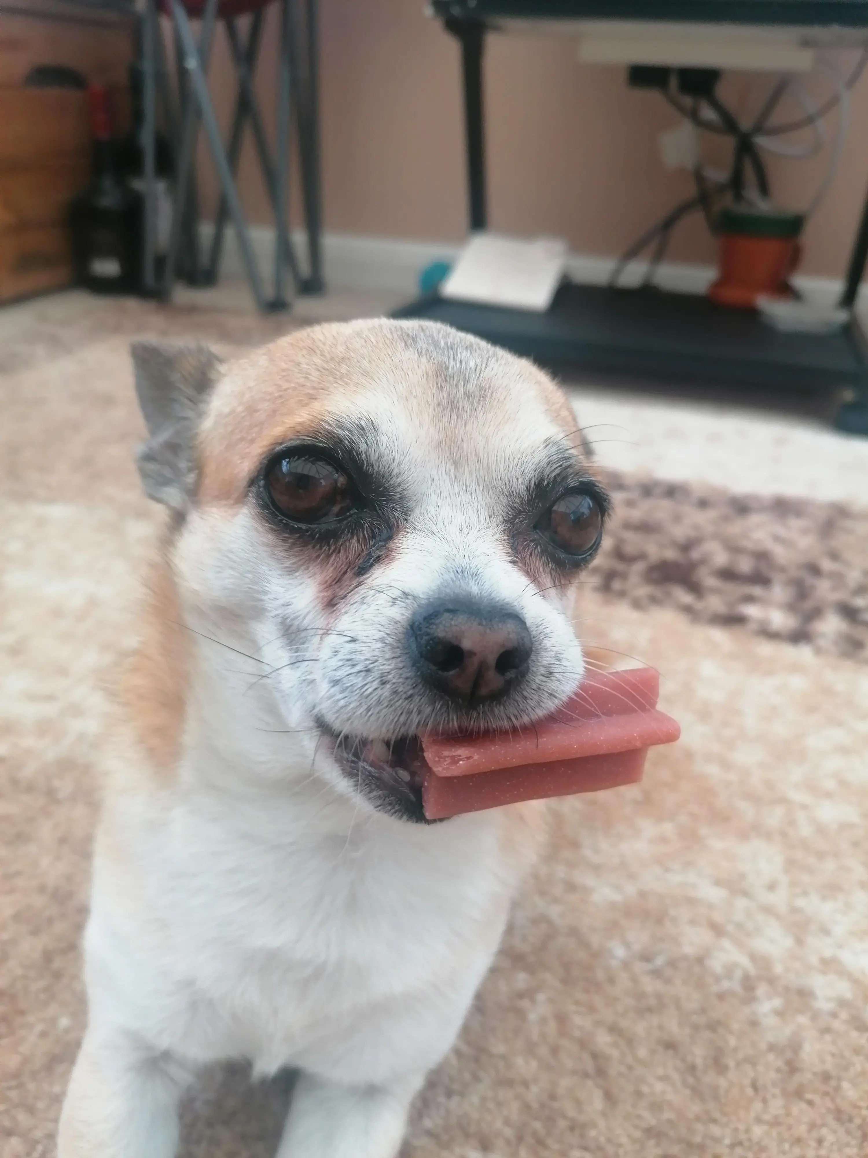 Chihuahua (Smooth Coat)