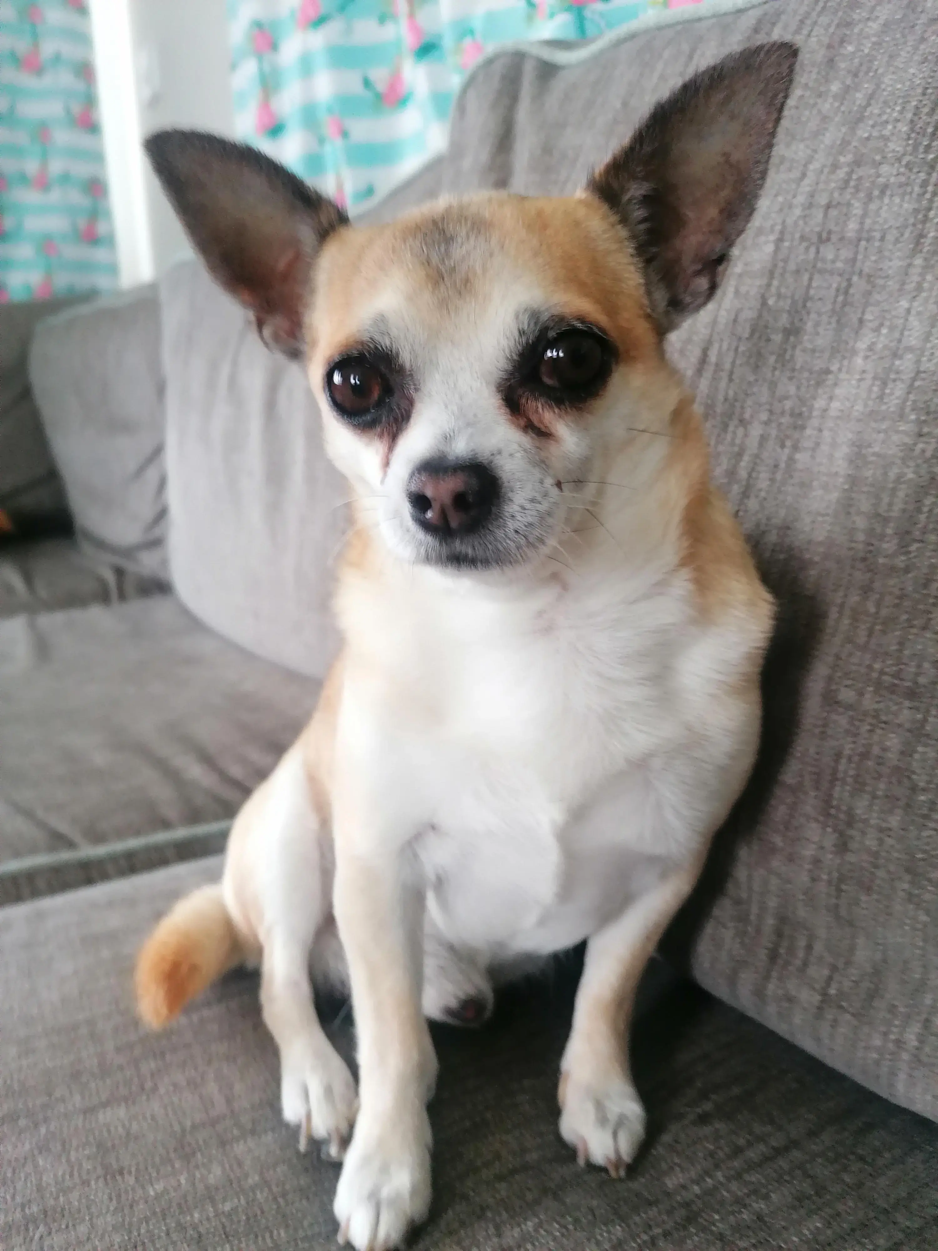 Chihuahua (Smooth Coat)