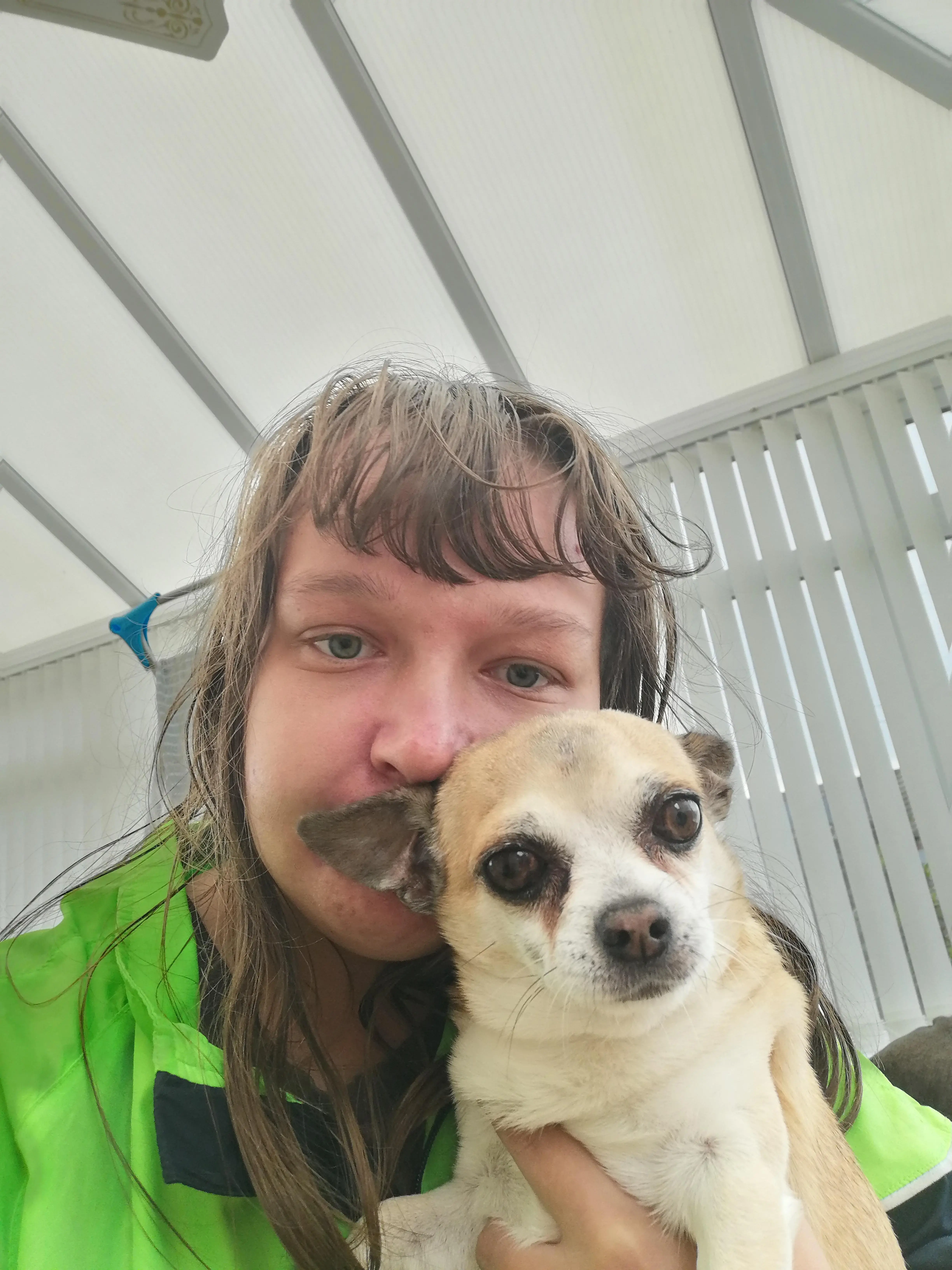 Chihuahua (Smooth Coat)