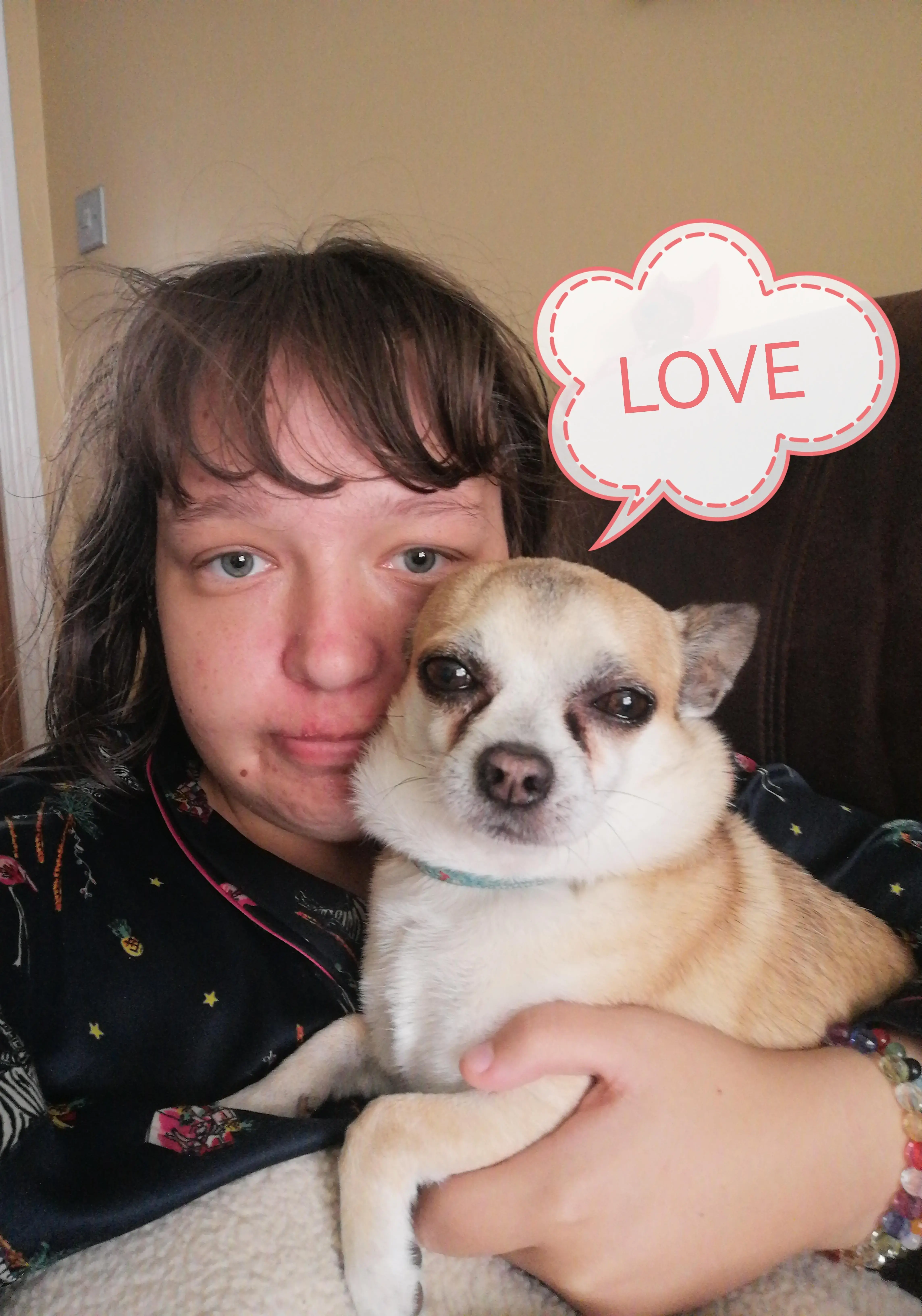 Chihuahua (Smooth Coat)