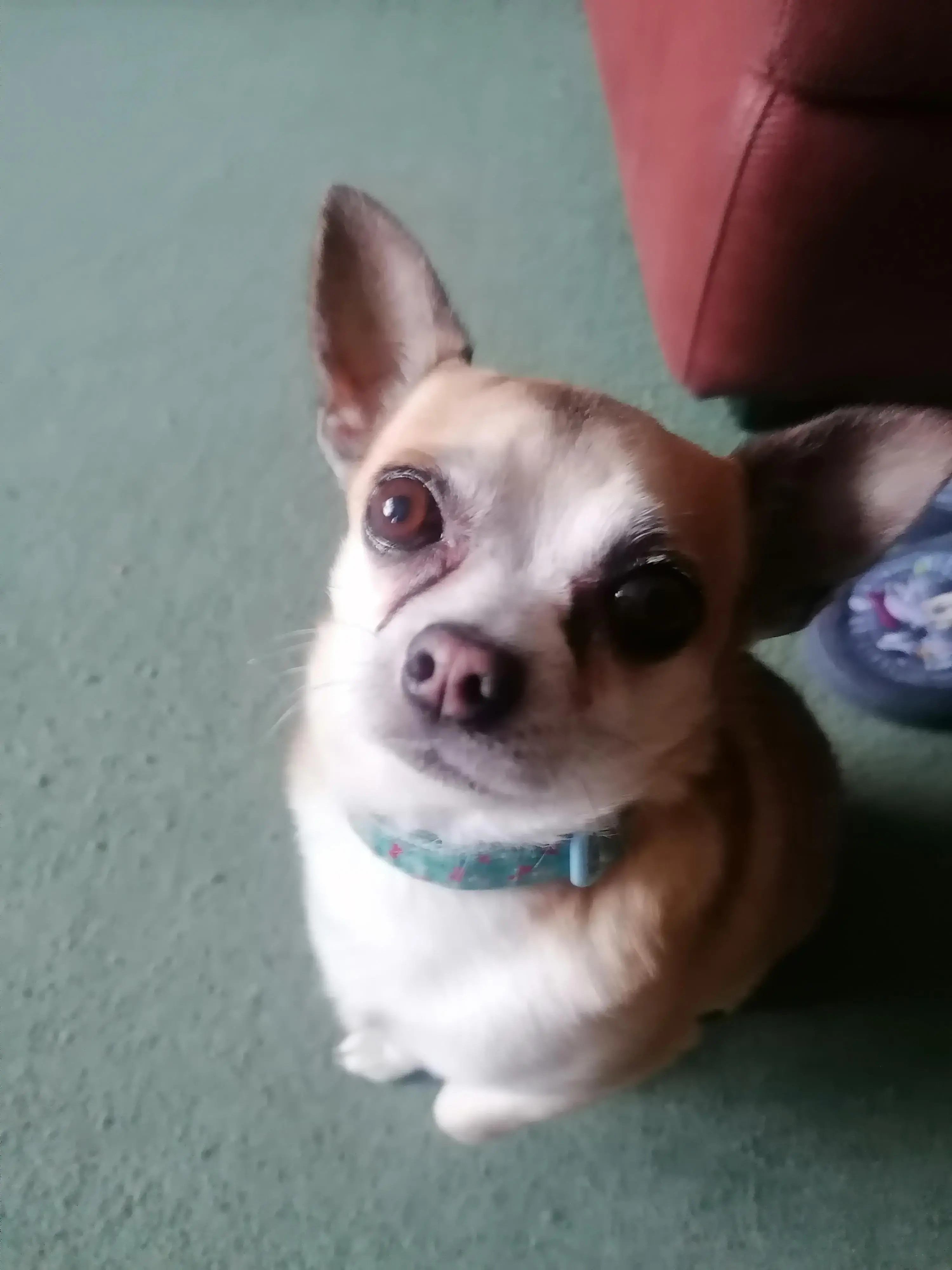 Chihuahua (Smooth Coat)