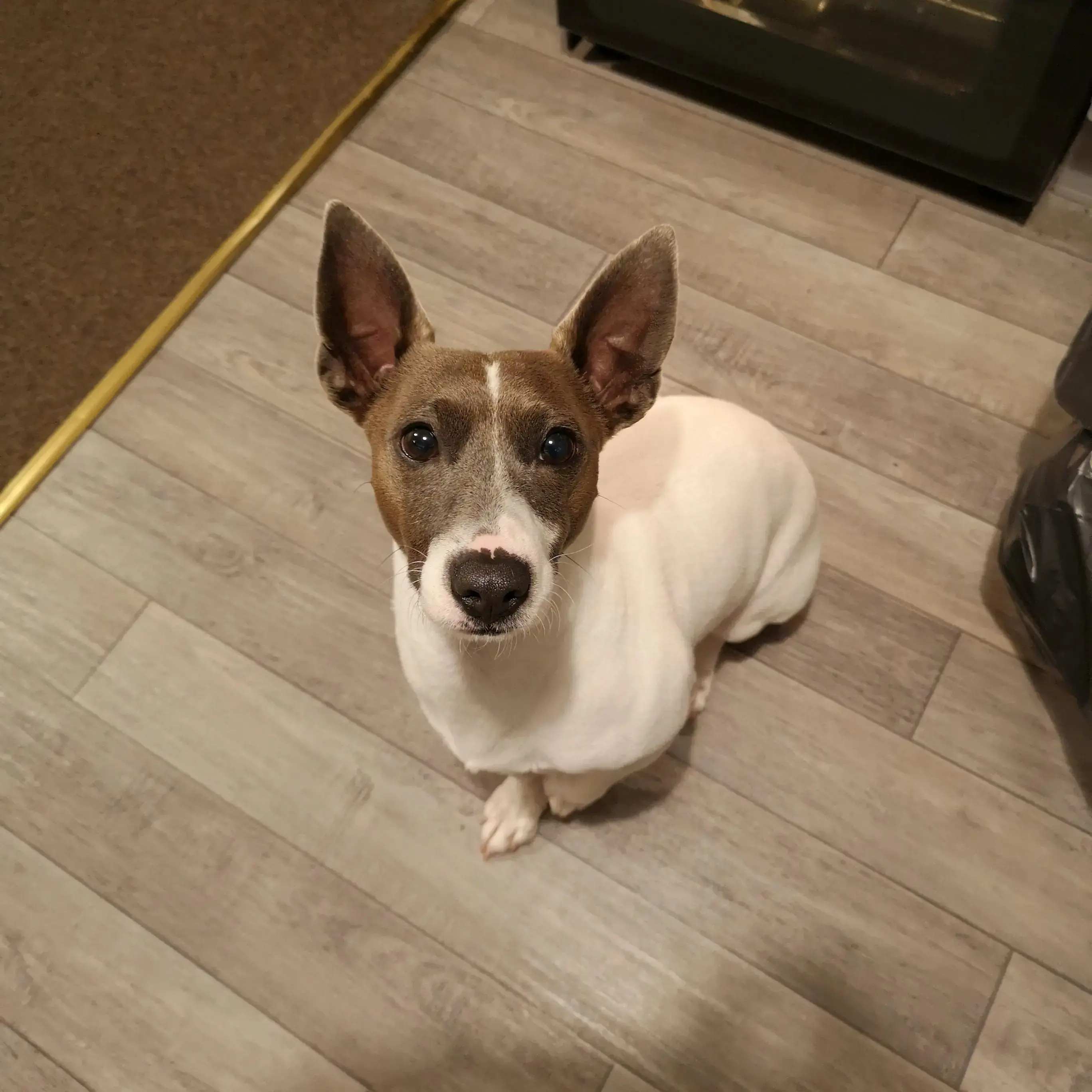 Jack Russell Terrier