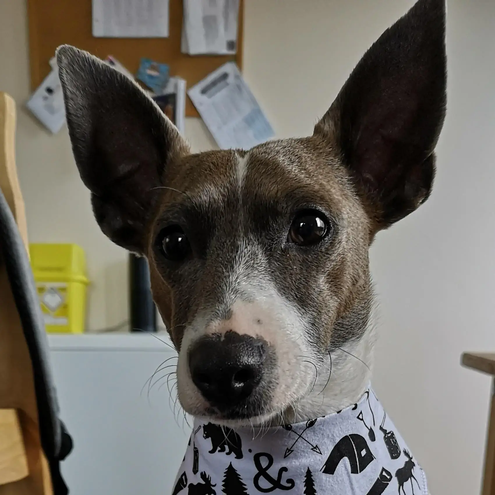 Jack Russell Terrier