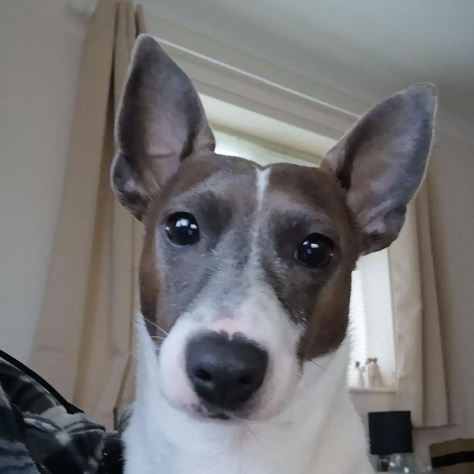 Jack Russell Terrier