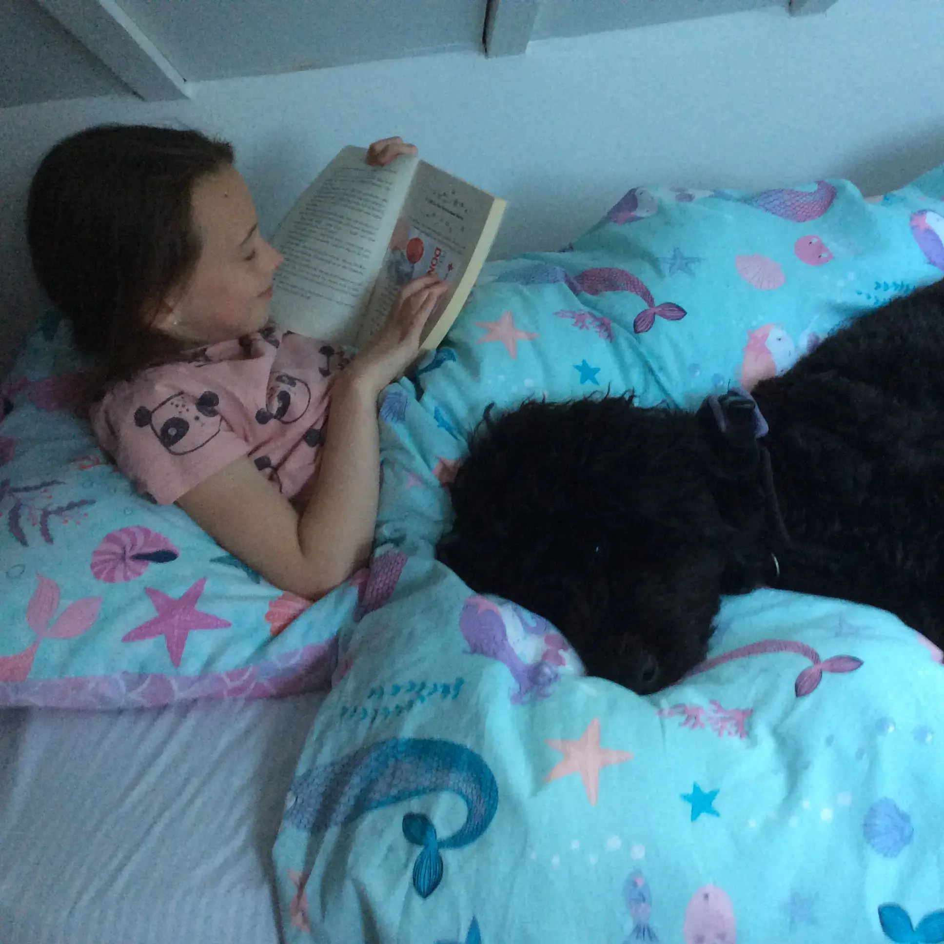 Goldendoodle