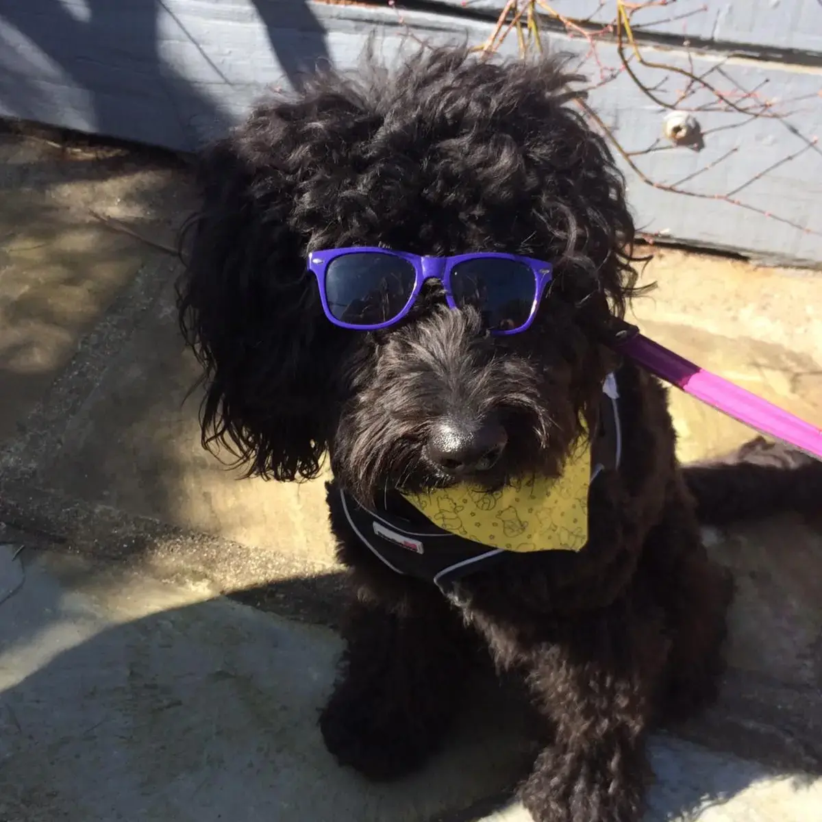 Goldendoodle