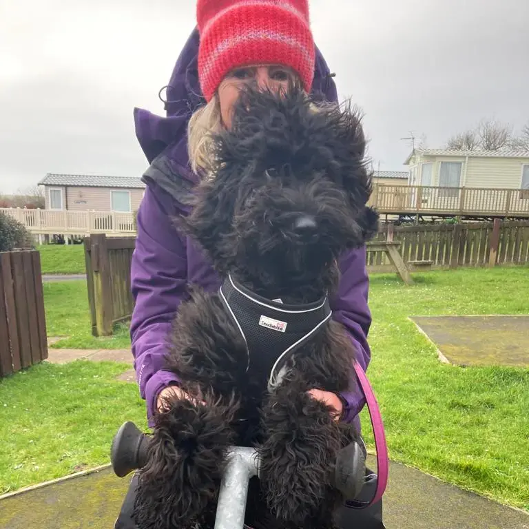 Goldendoodle