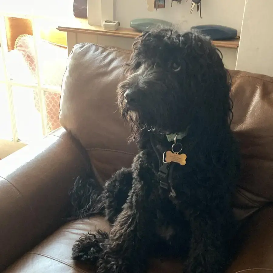 Goldendoodle