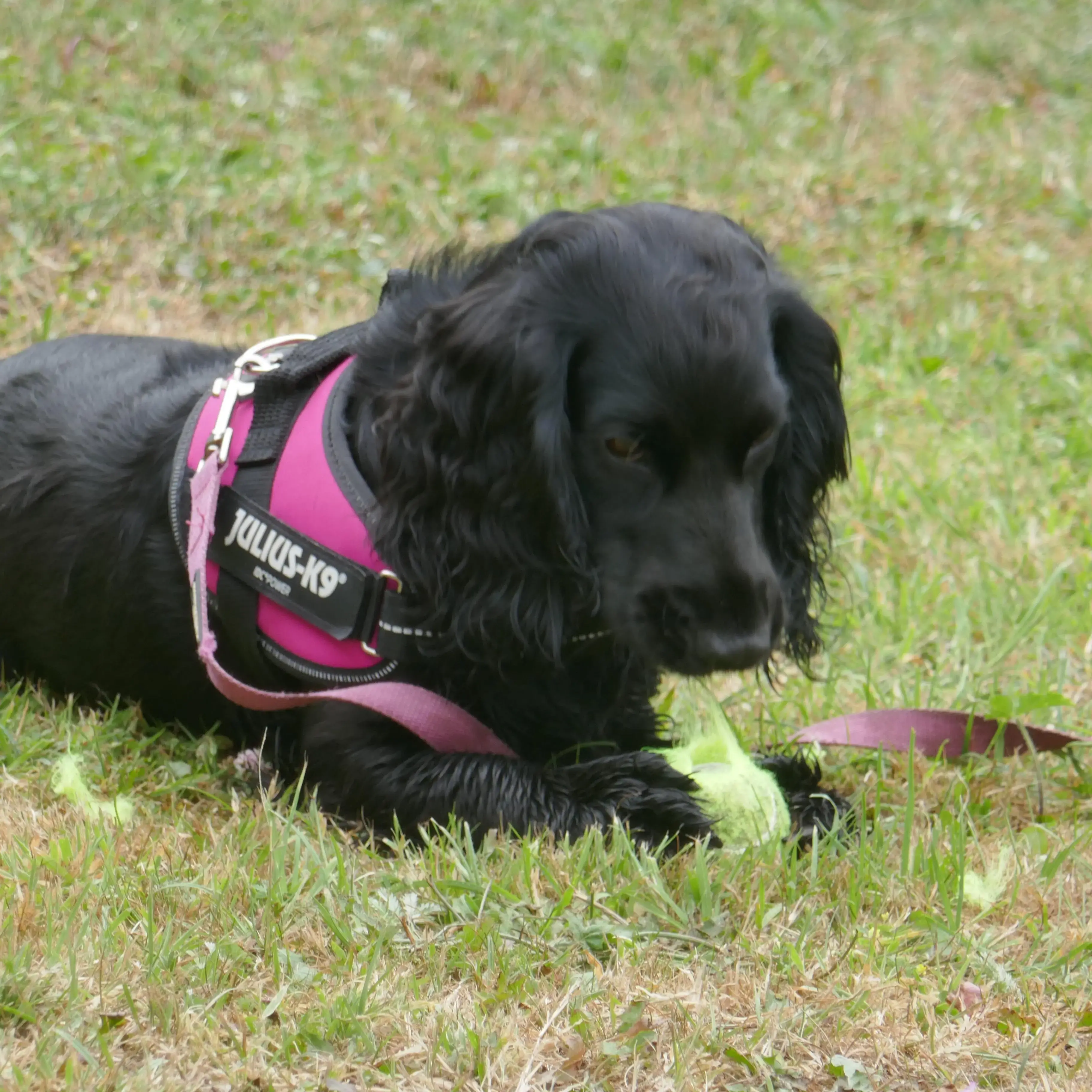 Cocker Spaniel (English)