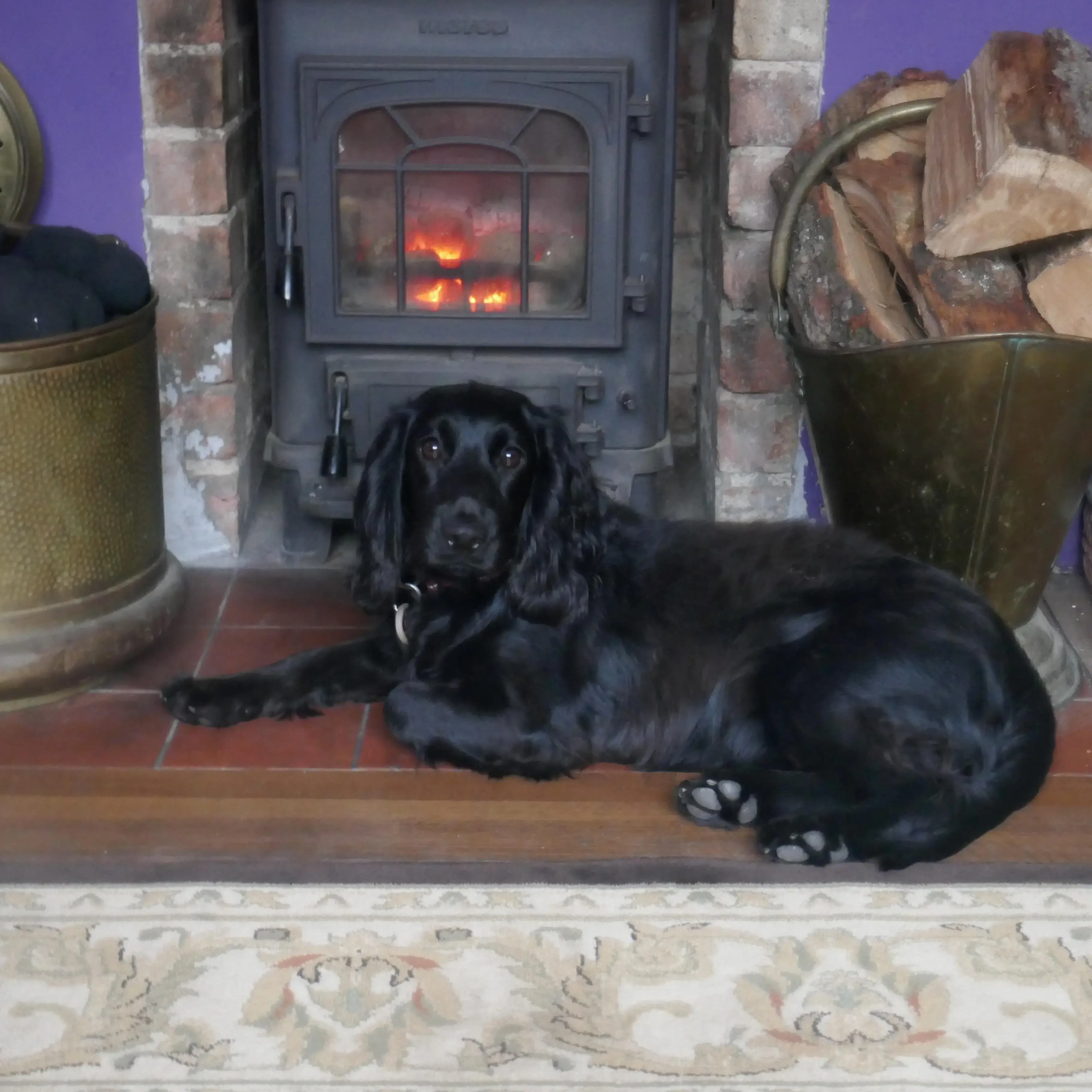 Cocker Spaniel (English)