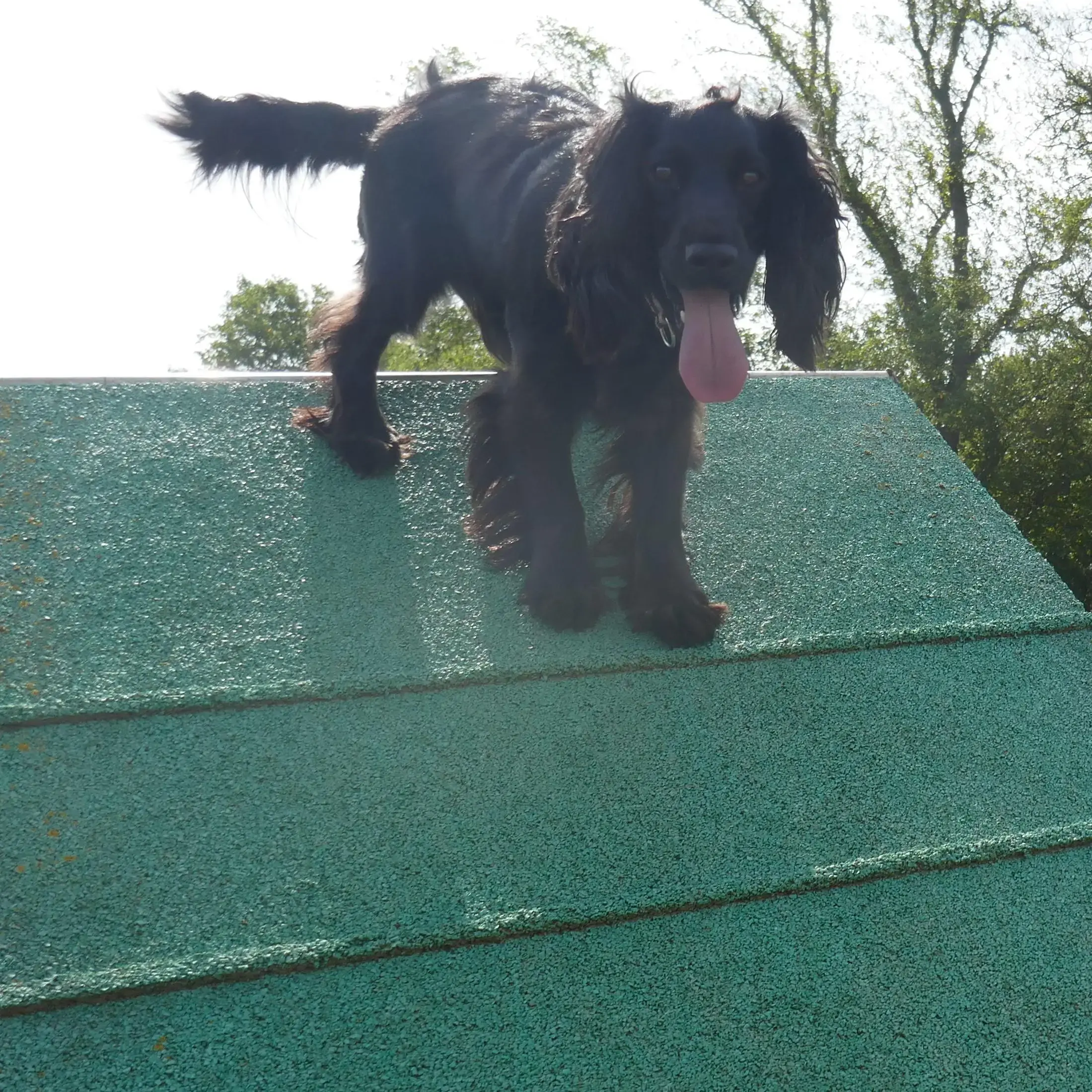 Cocker Spaniel (English)