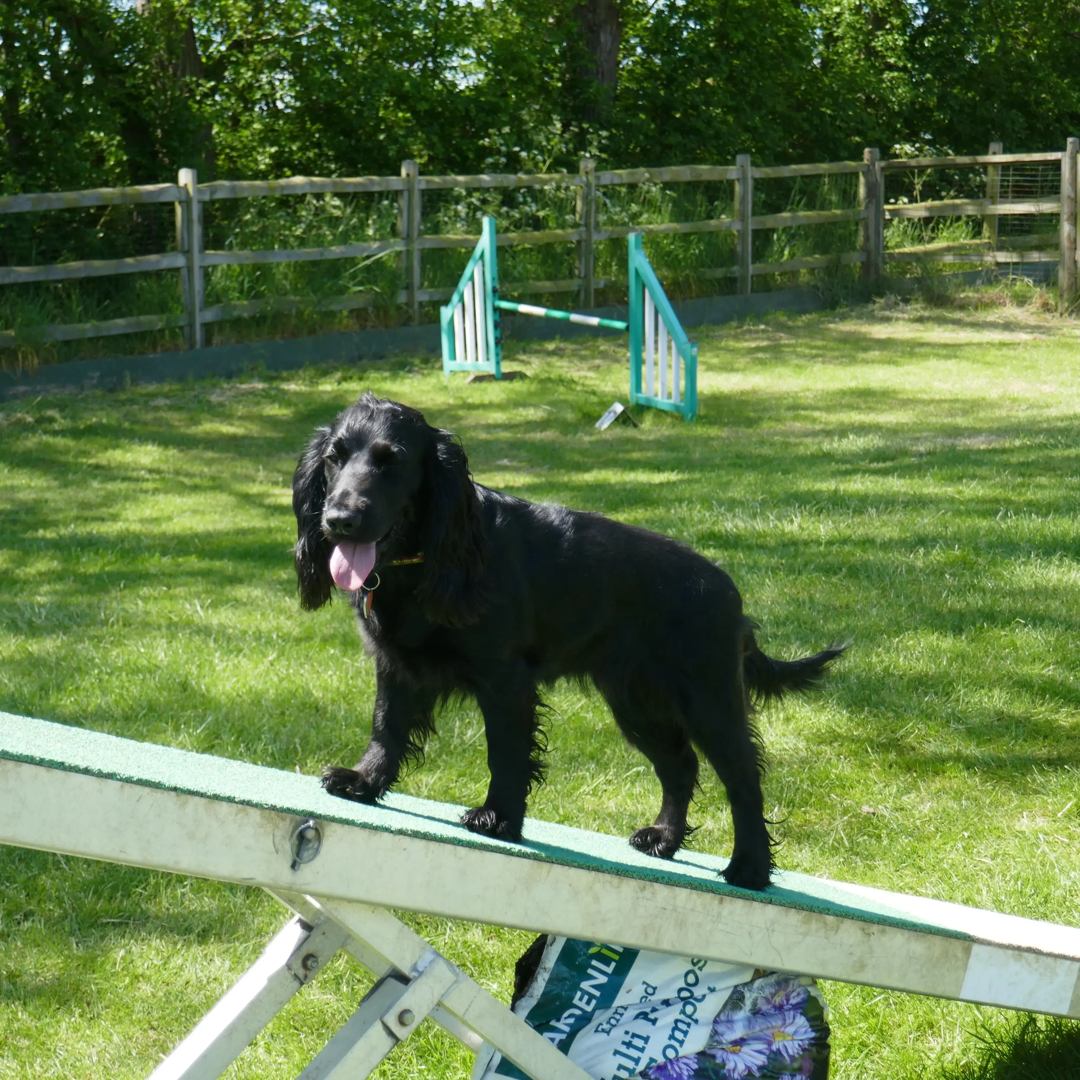 Cocker Spaniel (English)