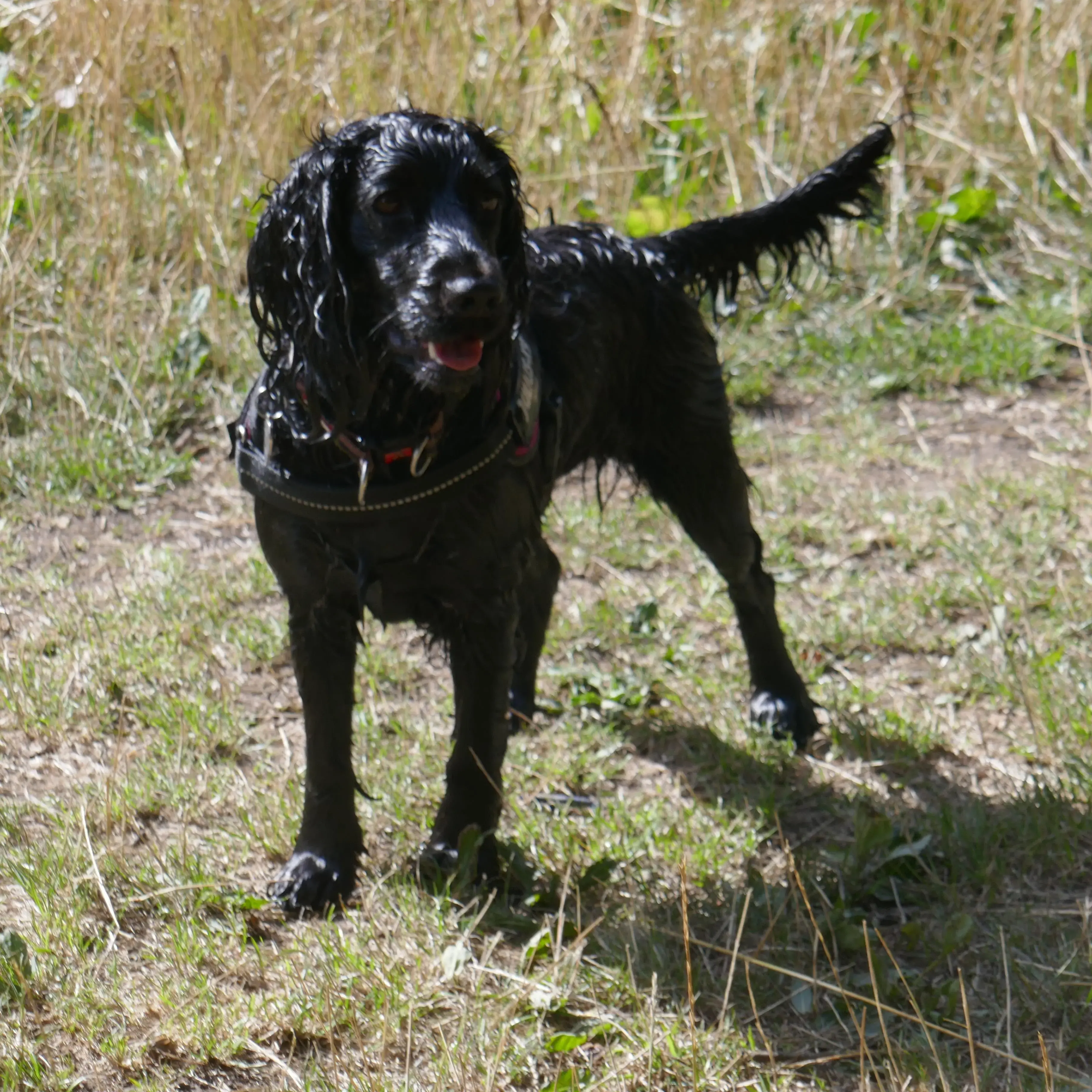 Cocker Spaniel (English)