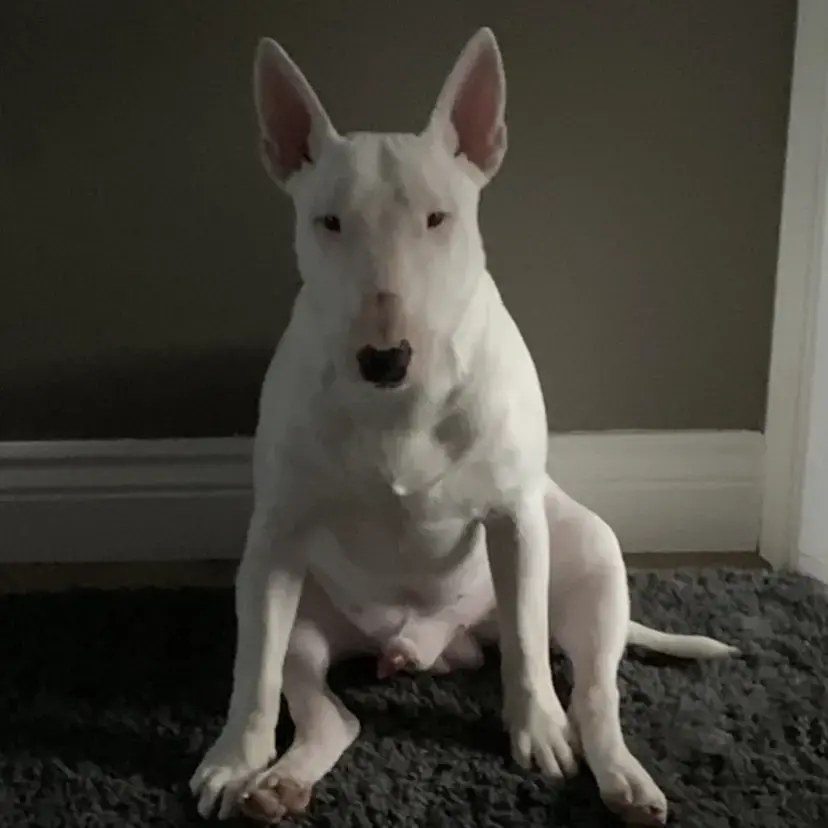 Bull Terrier