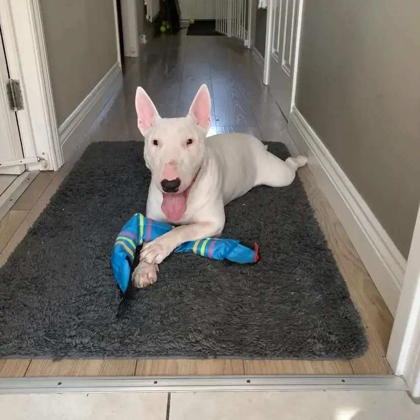 Bull Terrier