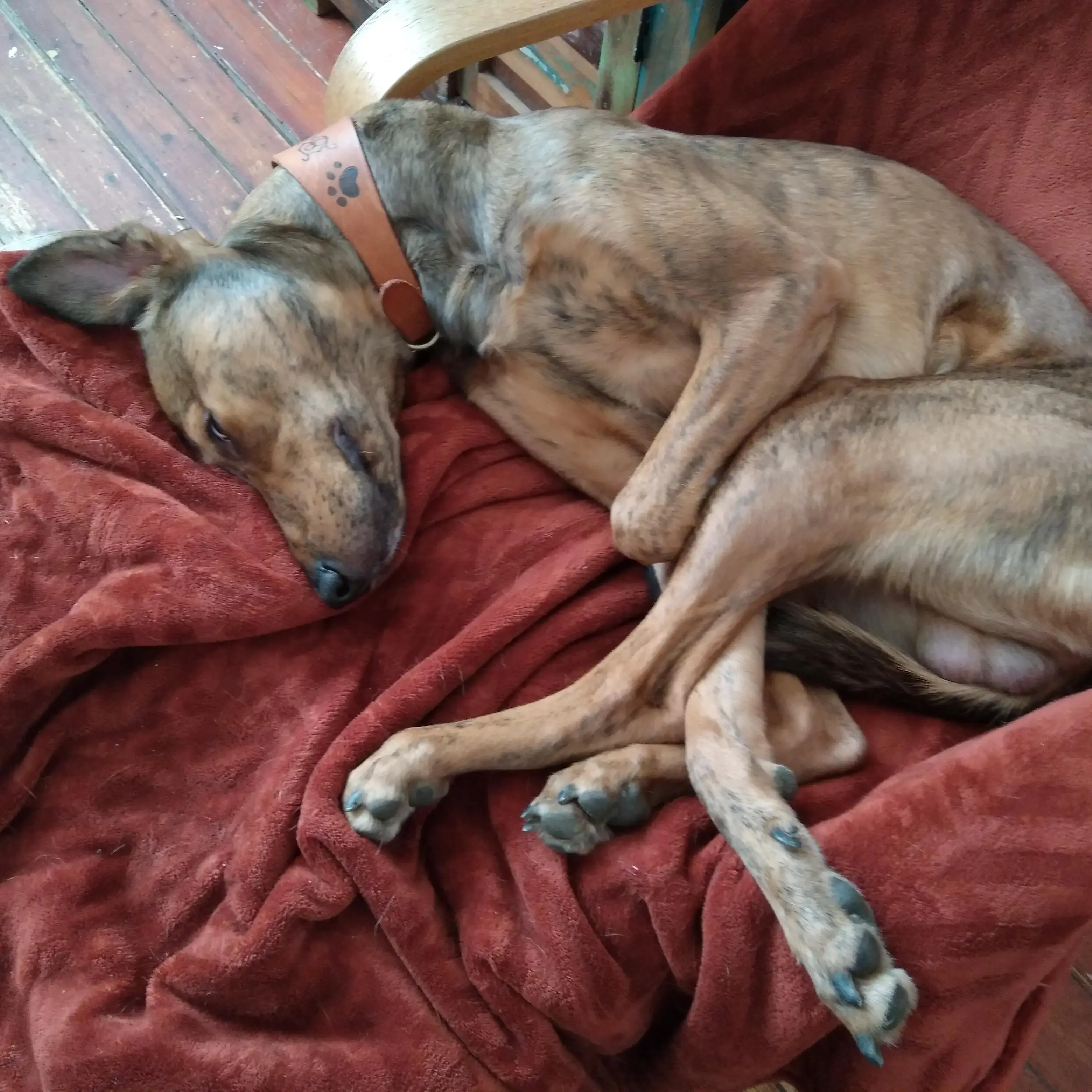 Lurcher