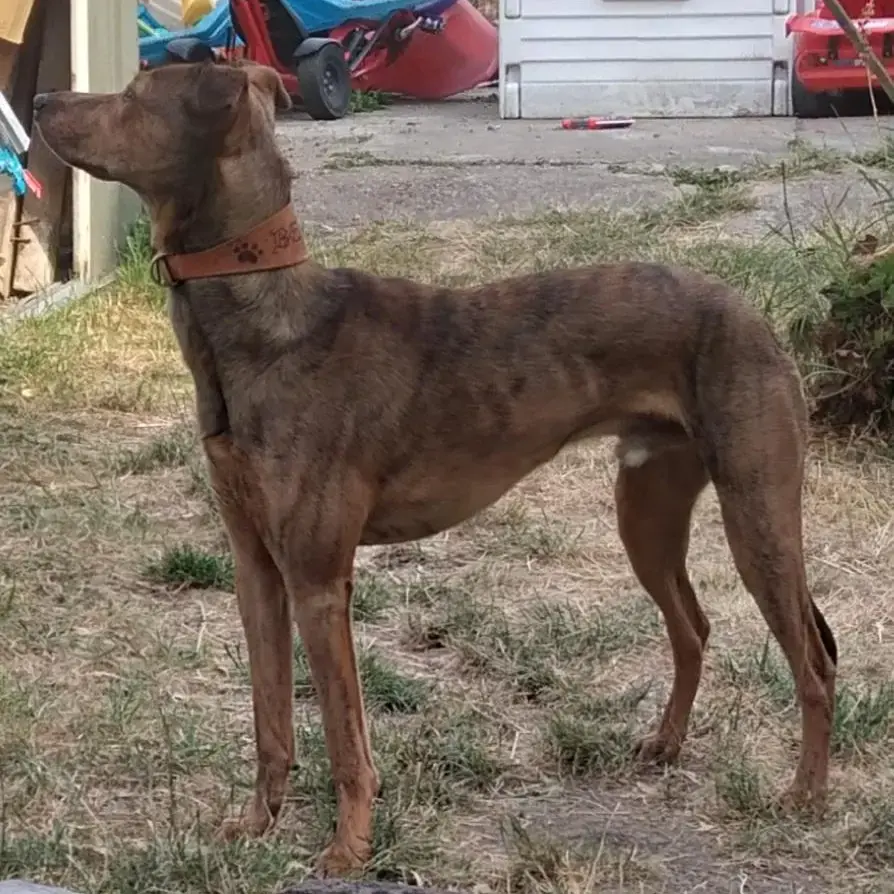 Lurcher