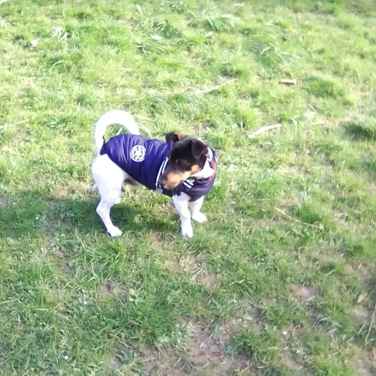 Jack Russell Terrier