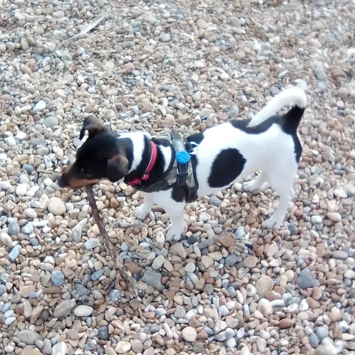 Jack Russell Terrier