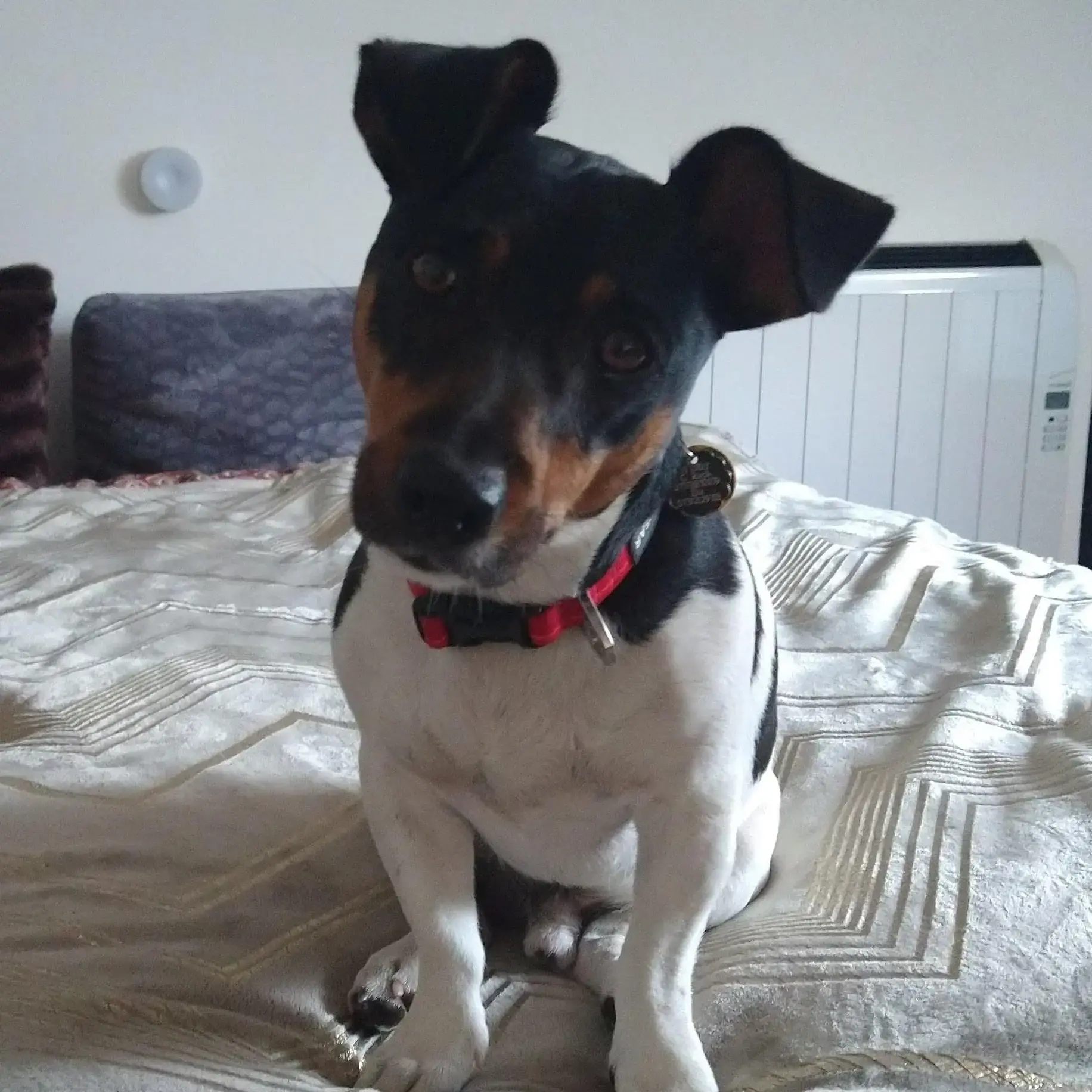 Jack Russell Terrier