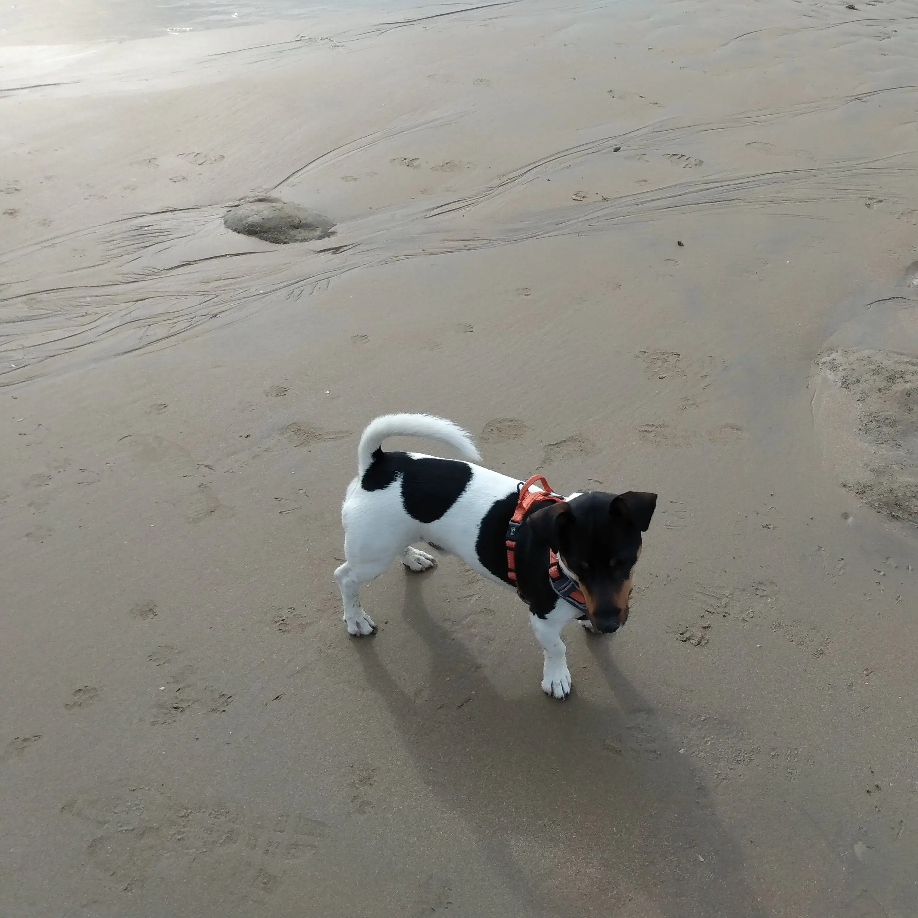 Jack Russell Terrier