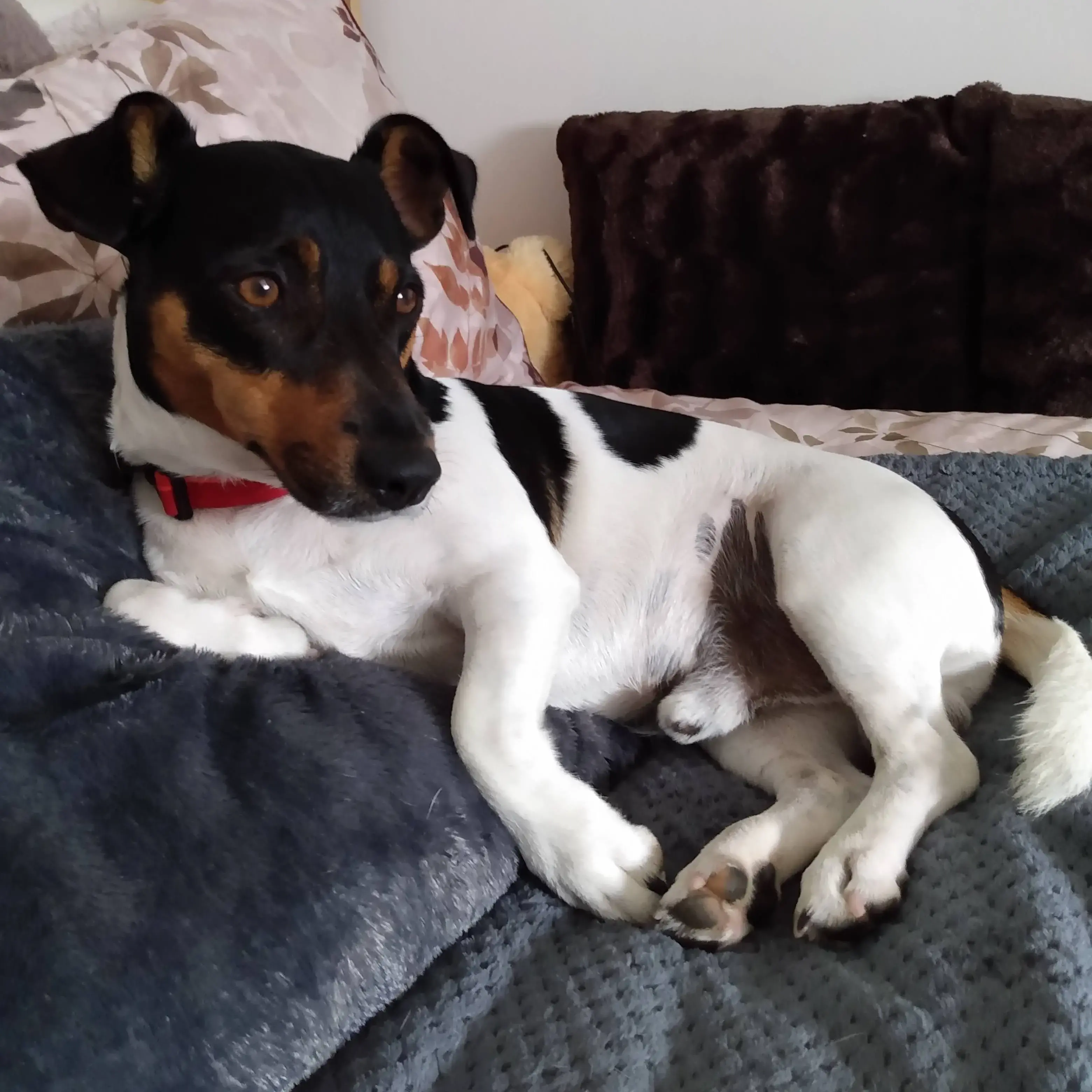Jack Russell Terrier