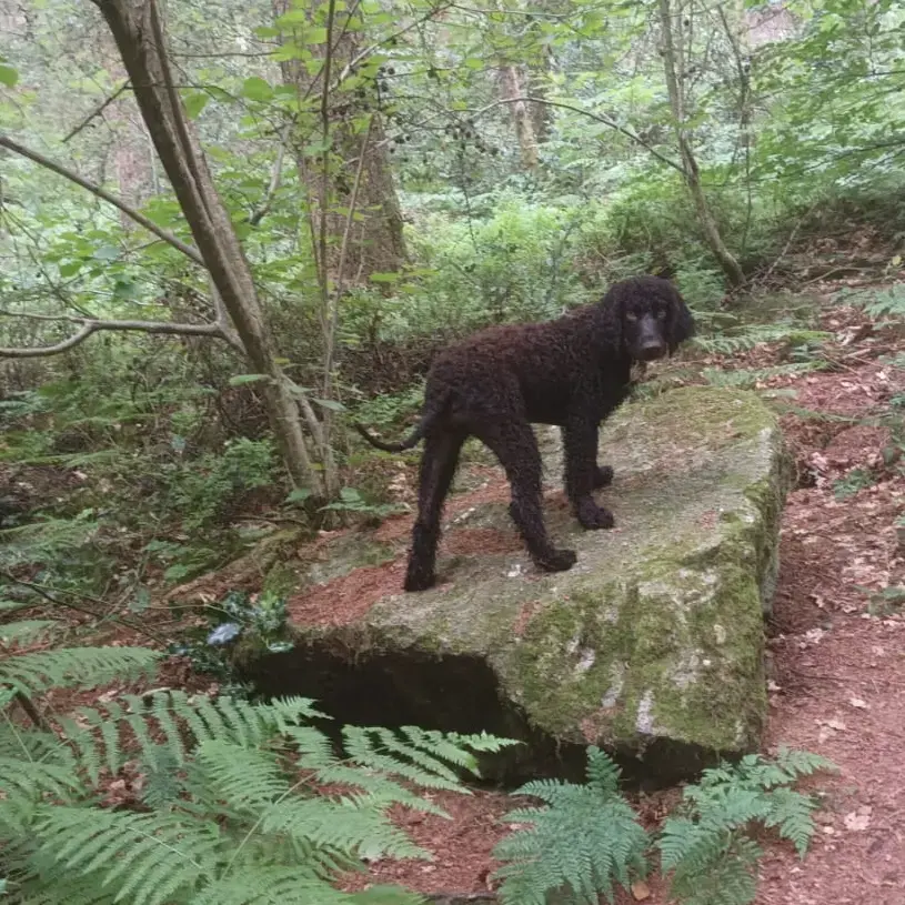Irish Water Spaniel