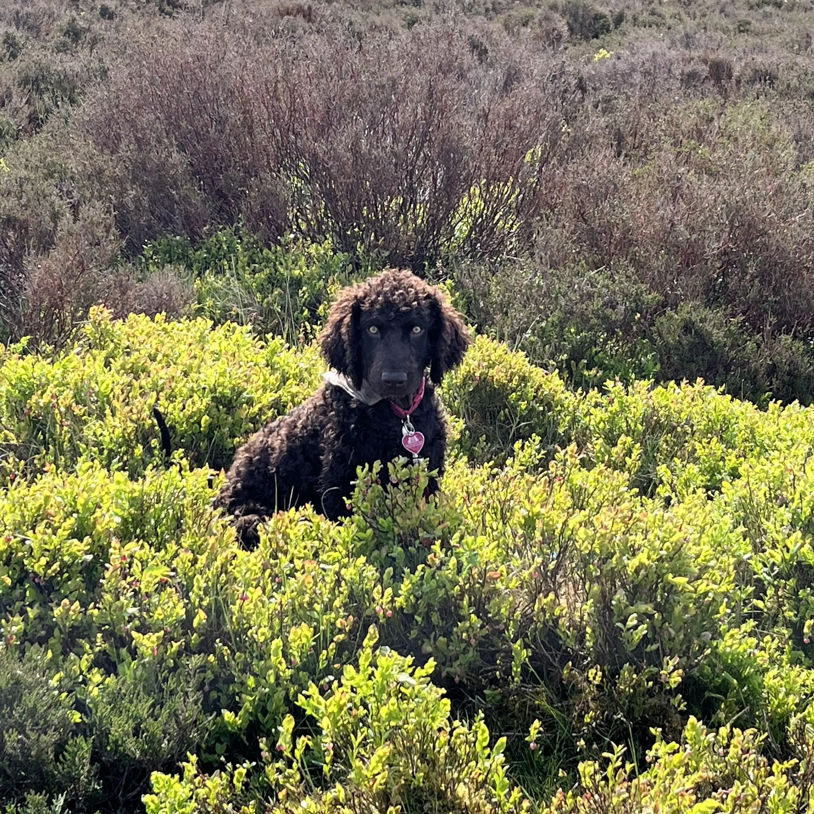 Irish Water Spaniel