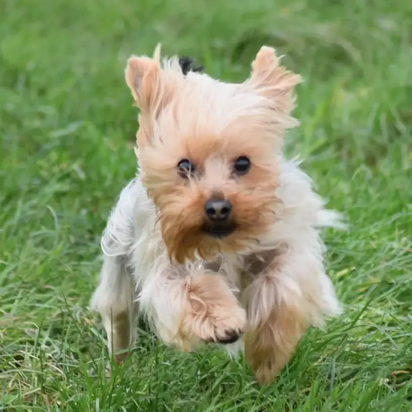 Yorkshire Terrier