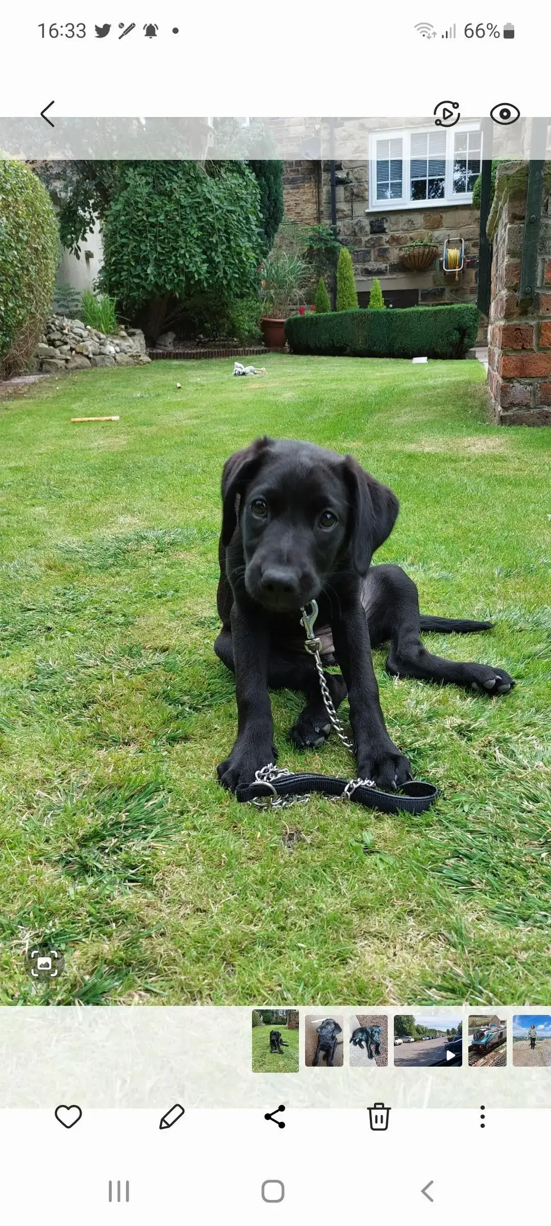 Labrador Retriever