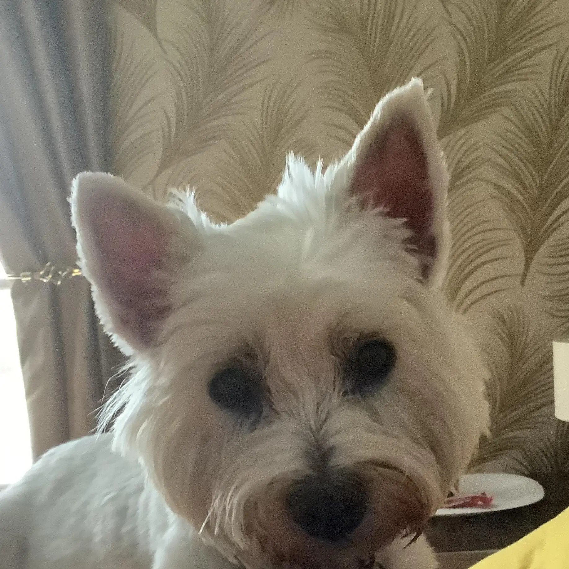 Scottish Terrier