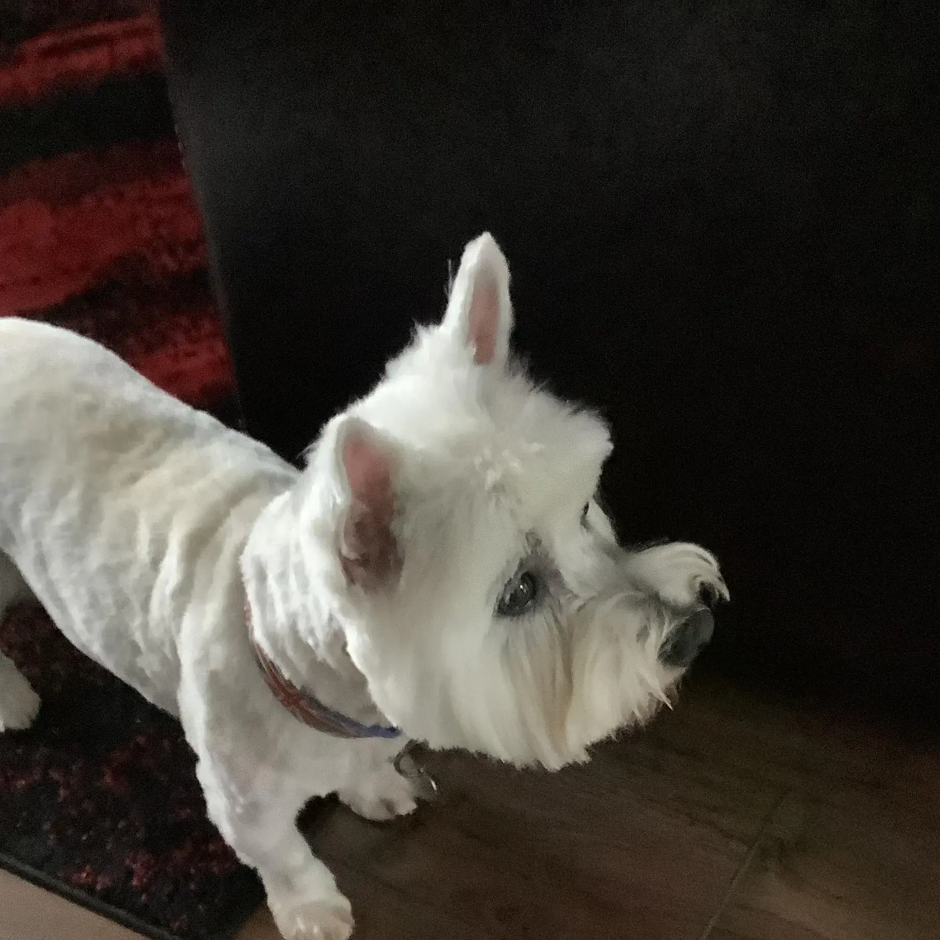 Scottish Terrier