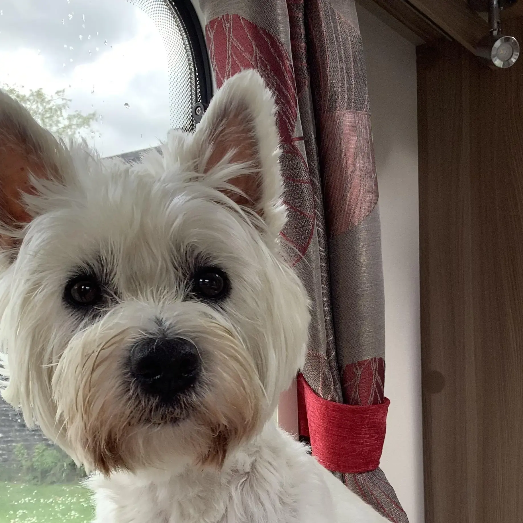 Scottish Terrier