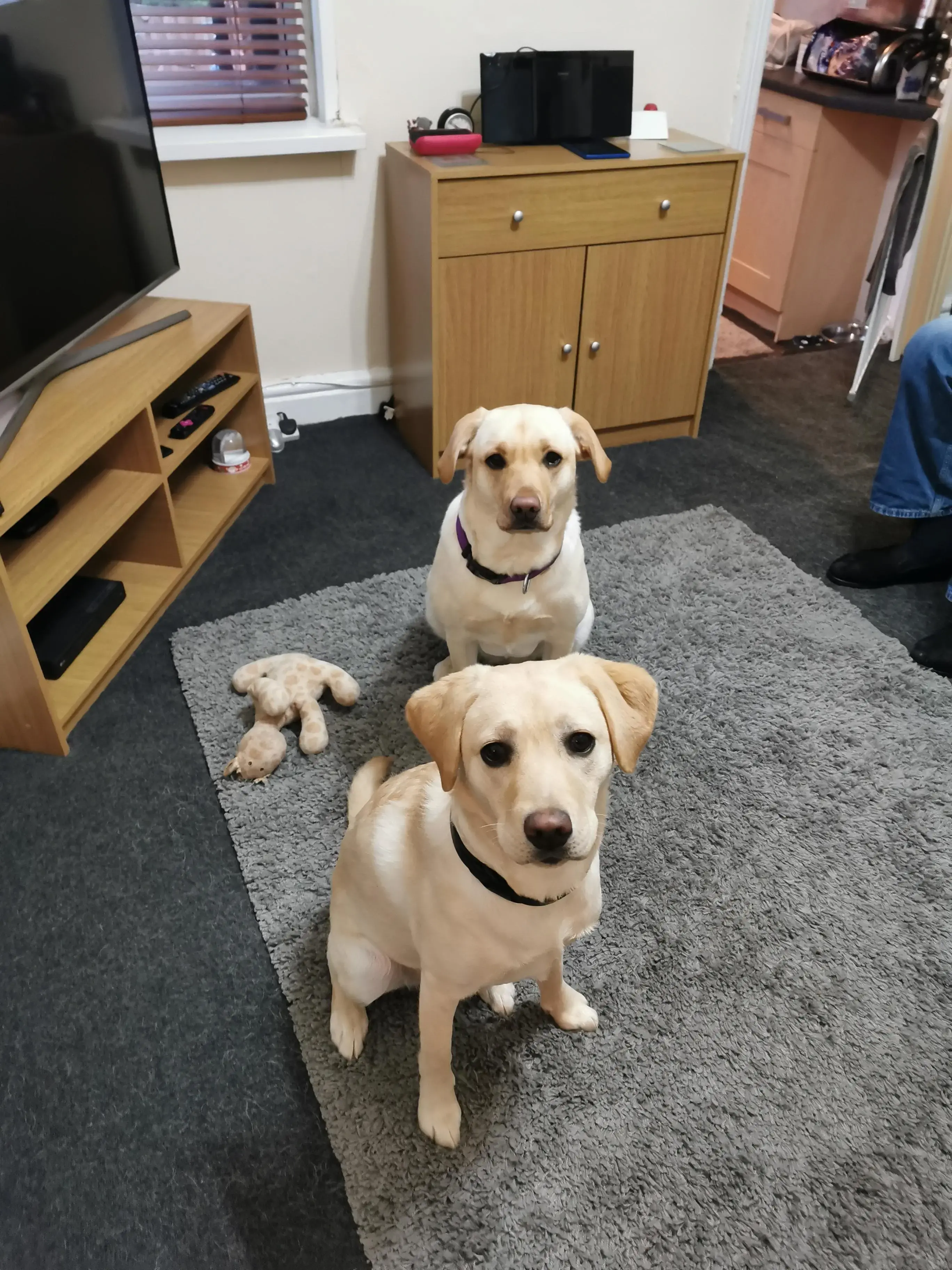 Labrador Retriever