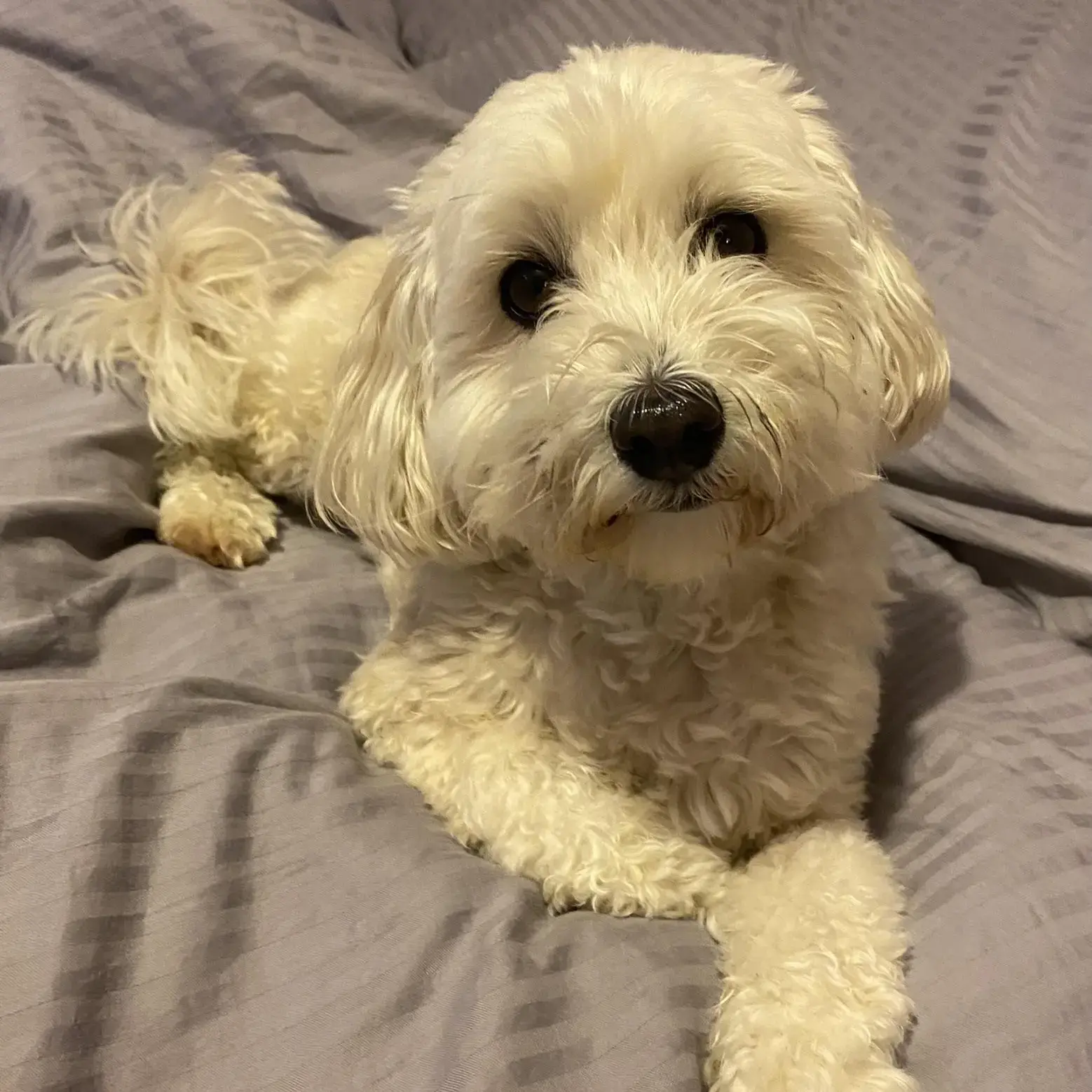 Maltipoo