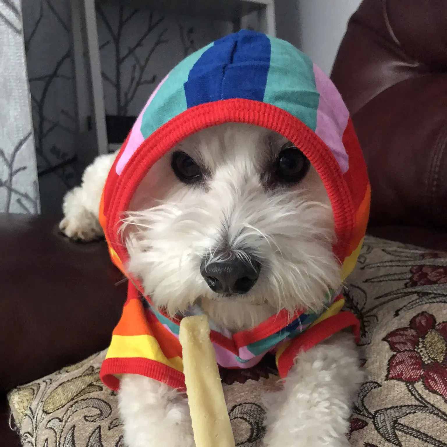Maltipoo