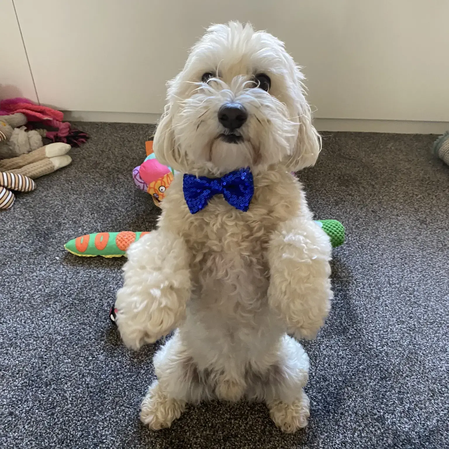Maltipoo
