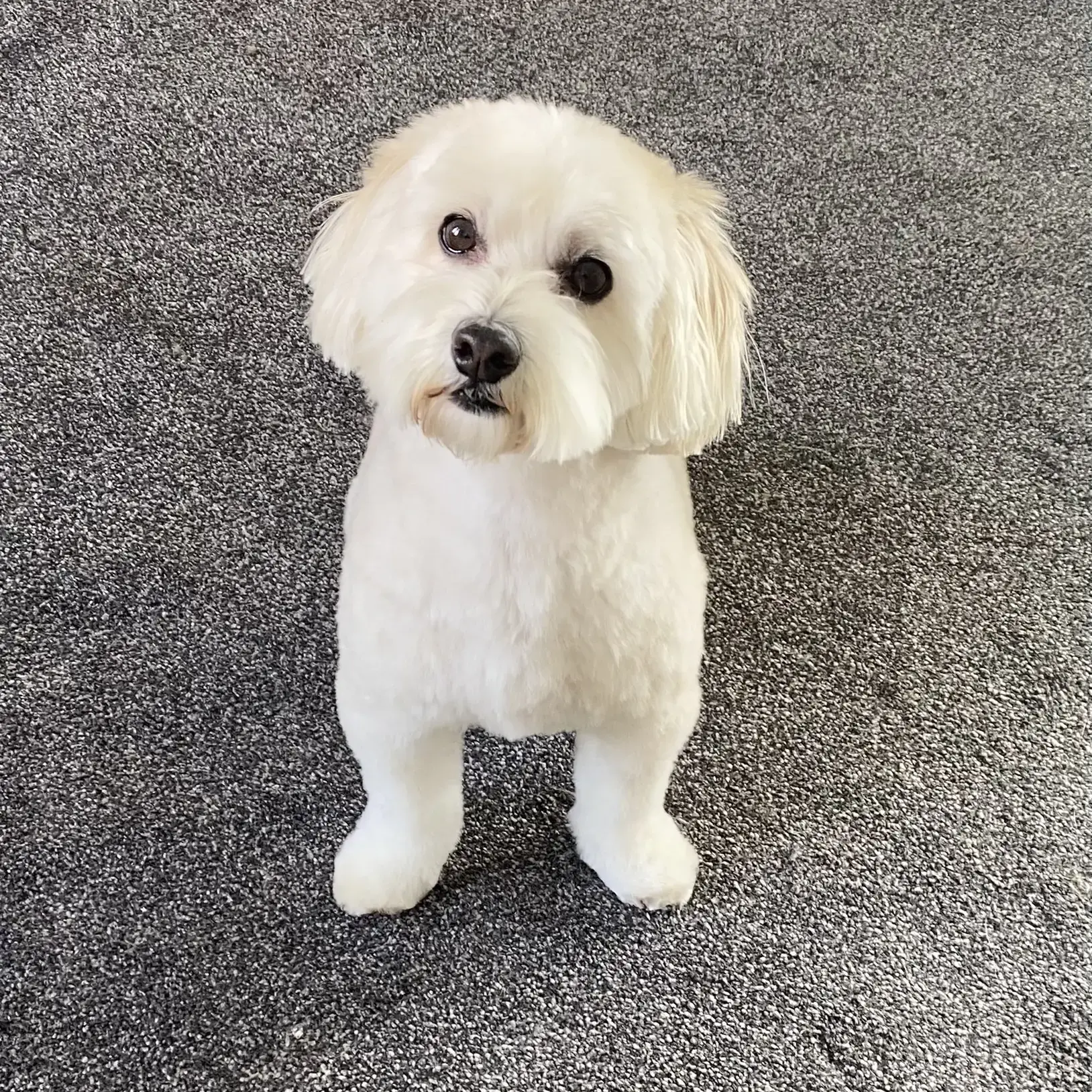 Maltipoo