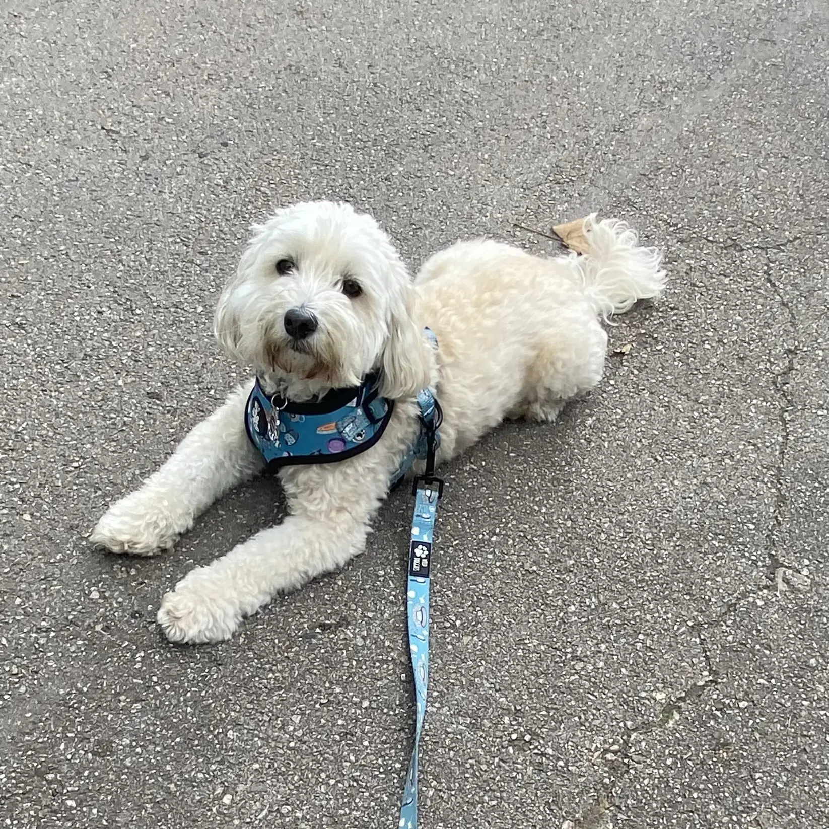 Maltipoo