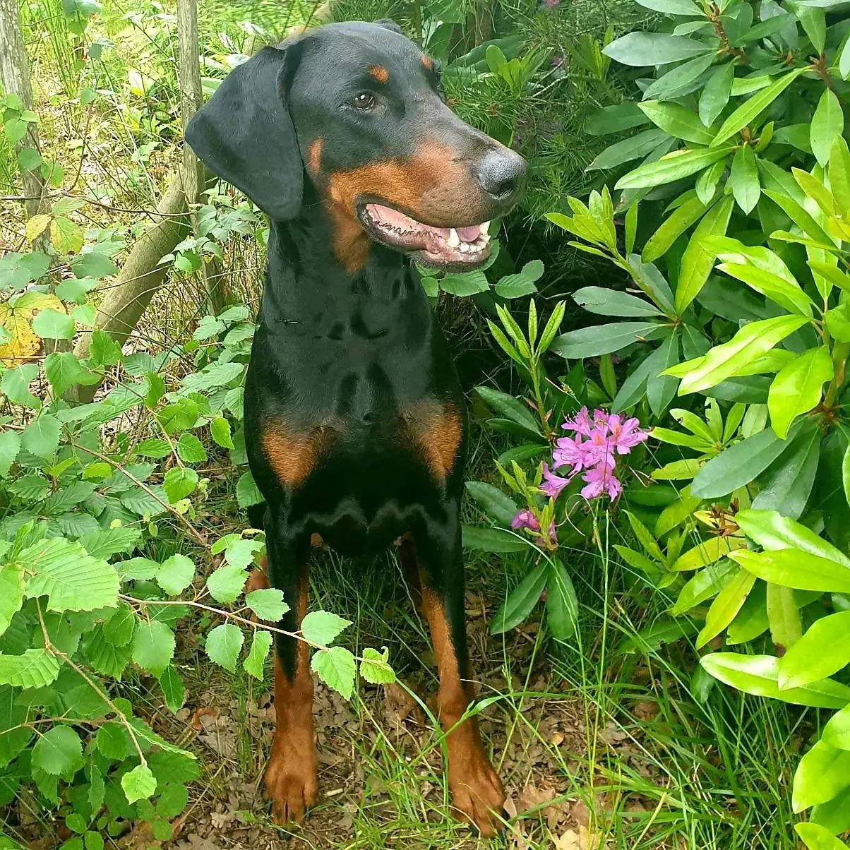 Dobermann