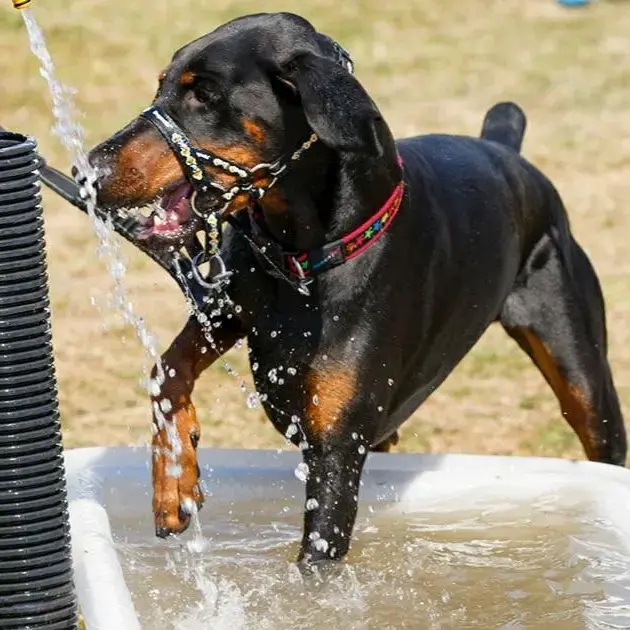 Dobermann