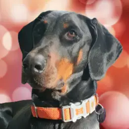 Dobermann