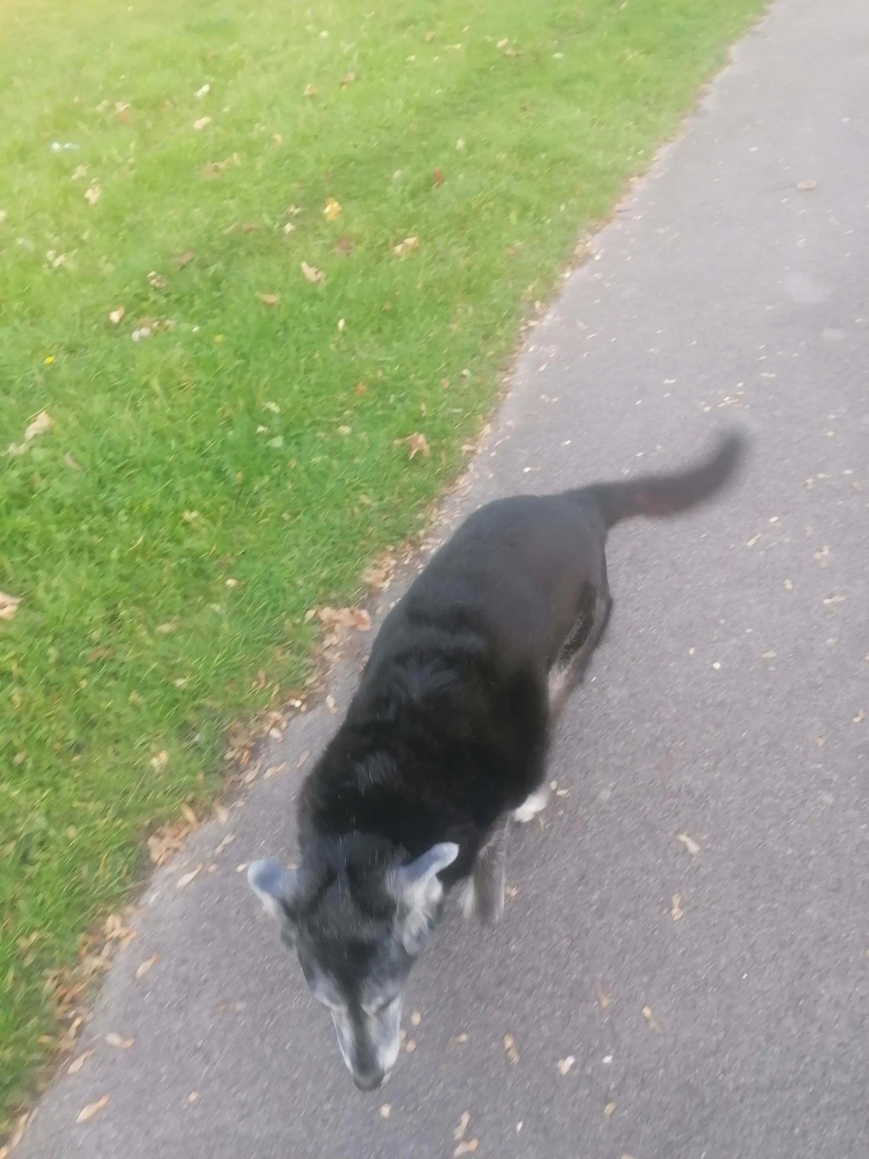 Border Collie